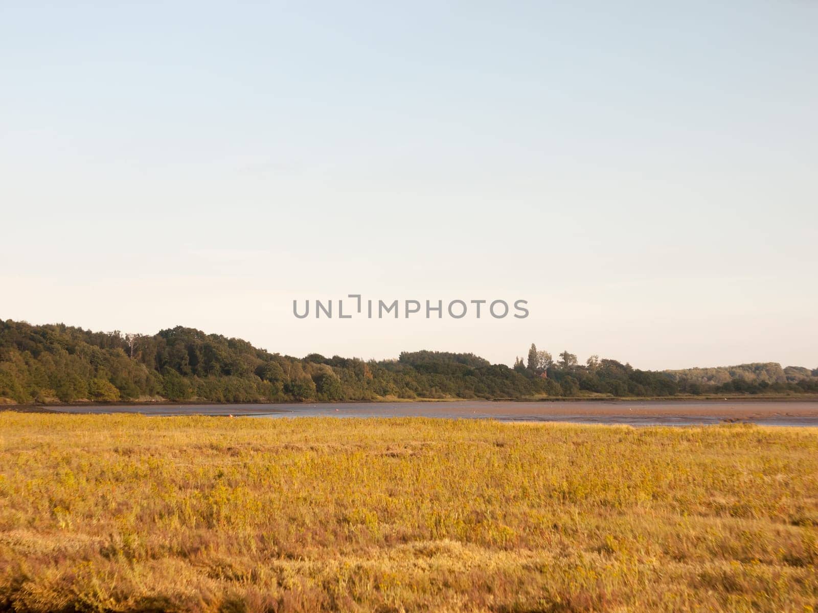 empty flat country scene outside grass trees and no people  England  Essex