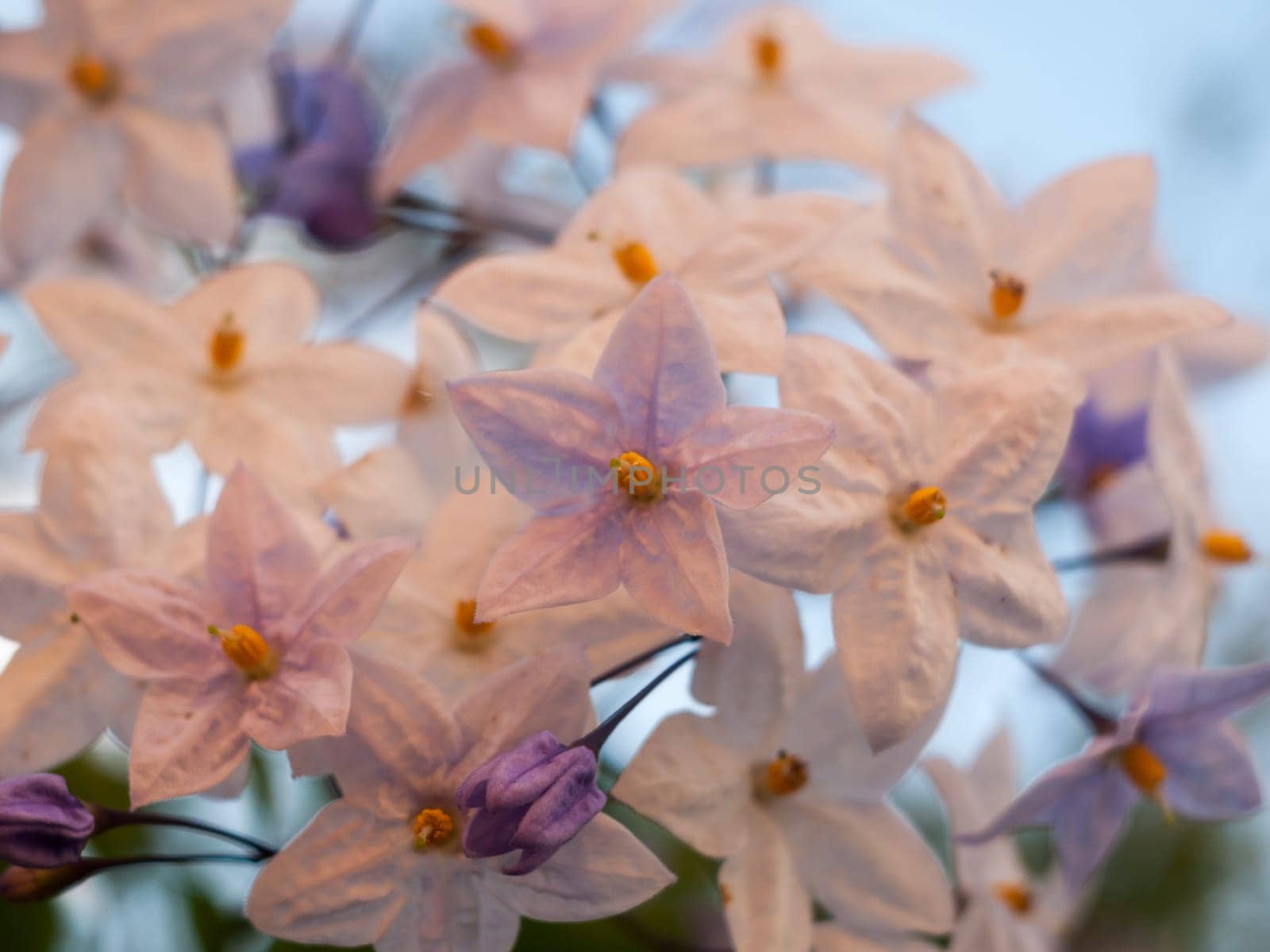 close up of small star white flowers  England  Essex