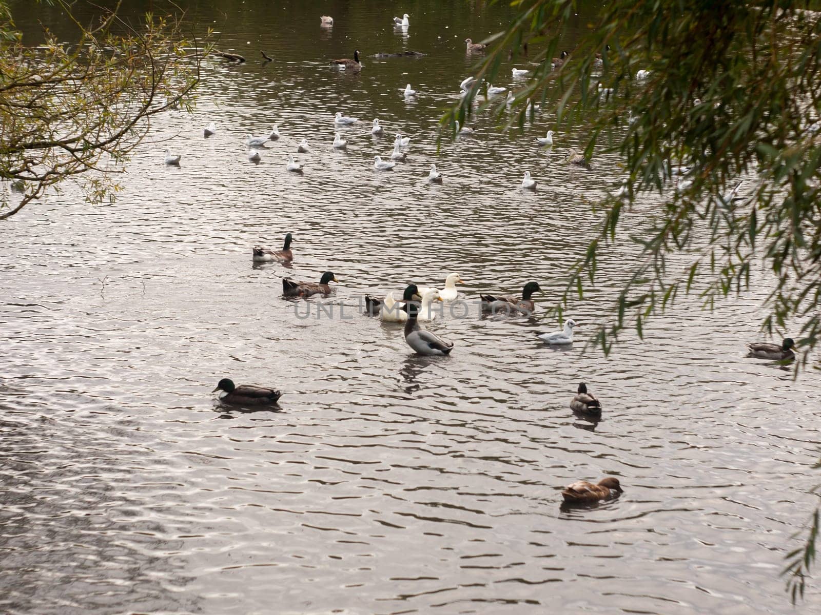 a pool pond below littered with ducks in country