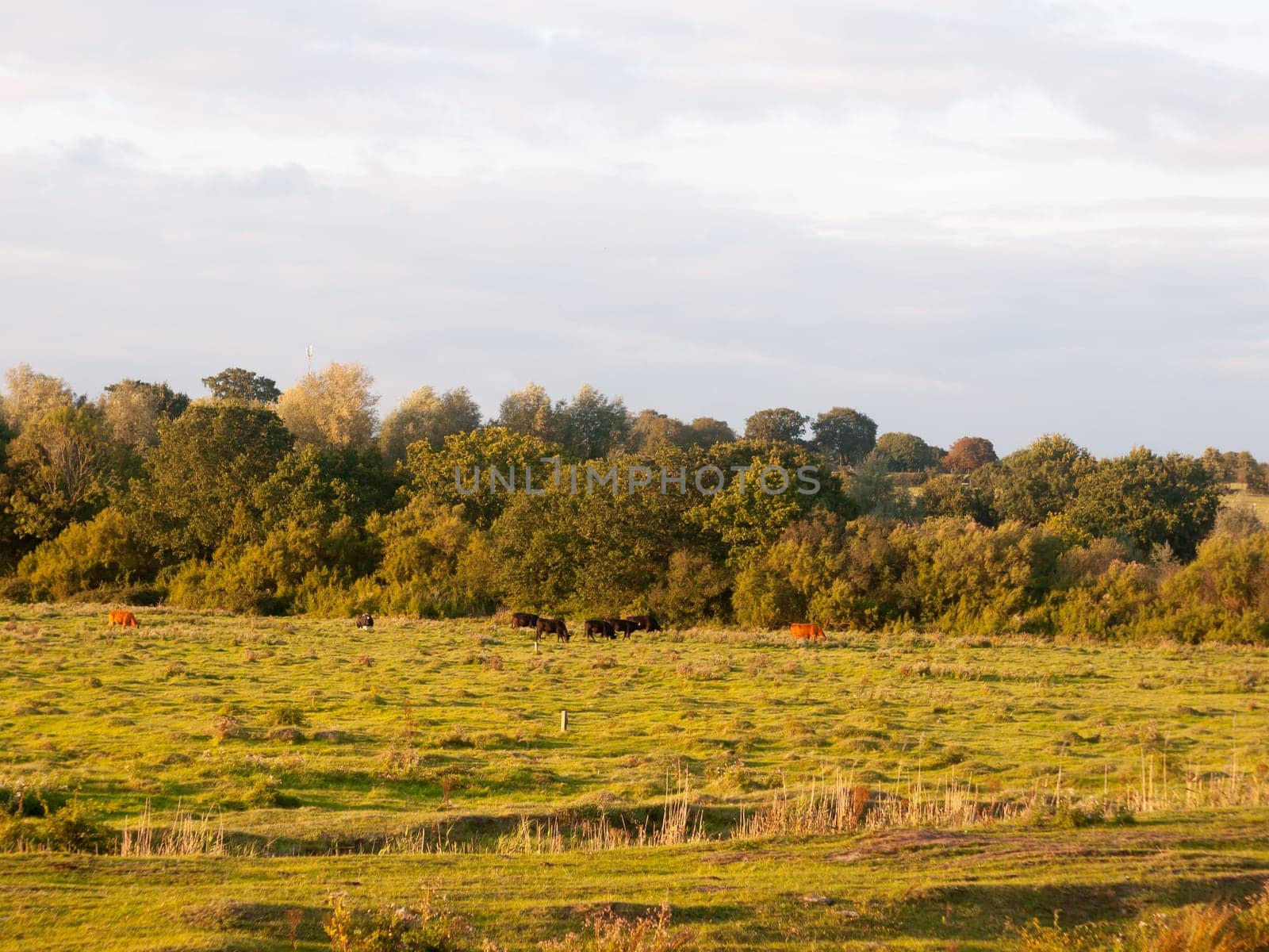 beautiful sunset lit green country land scene with trees and with farm dairy cows steers grazing in distance  England  Essex