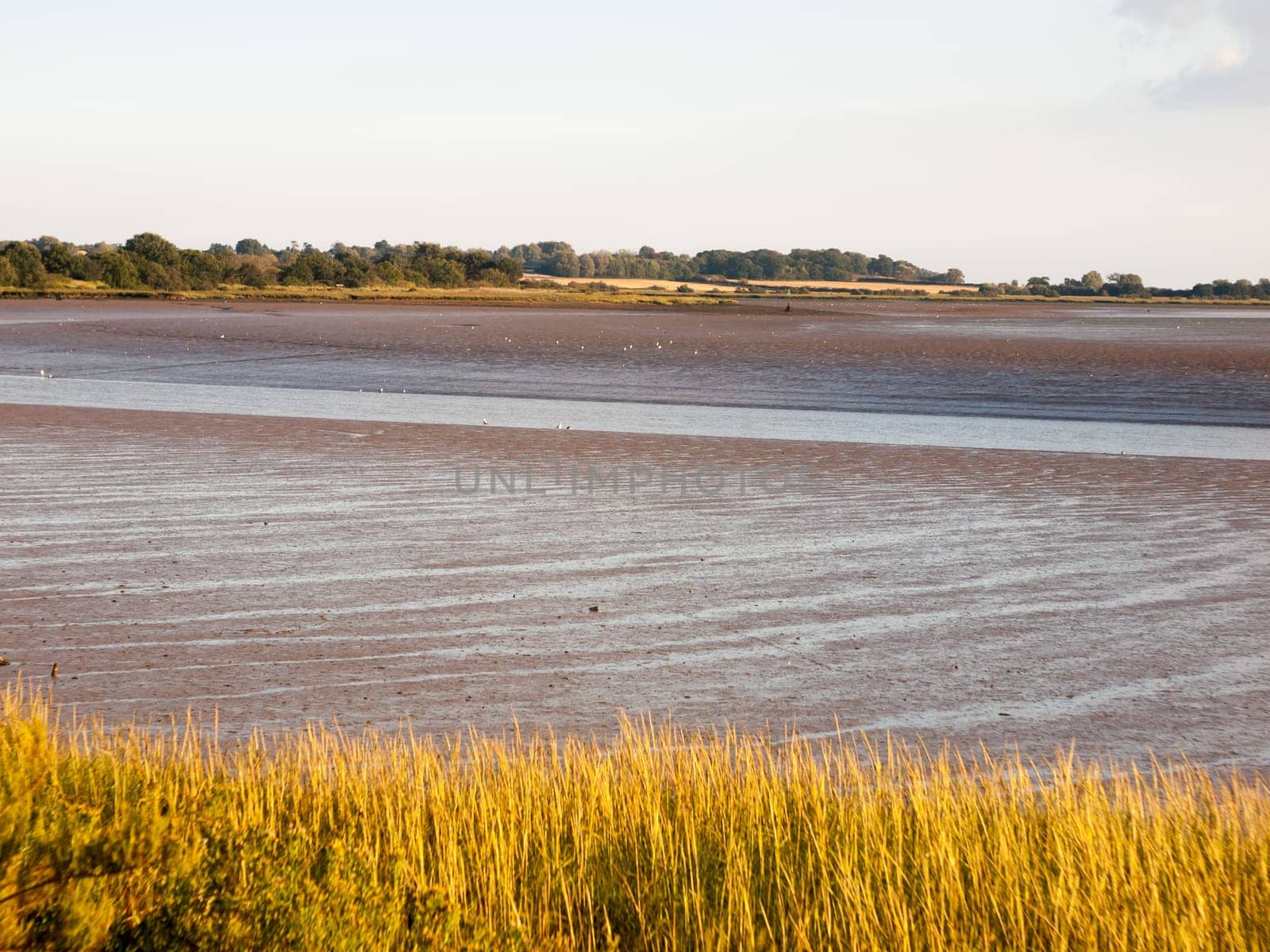 landscape of mud flats in essex with river tide out no people  England  Essex