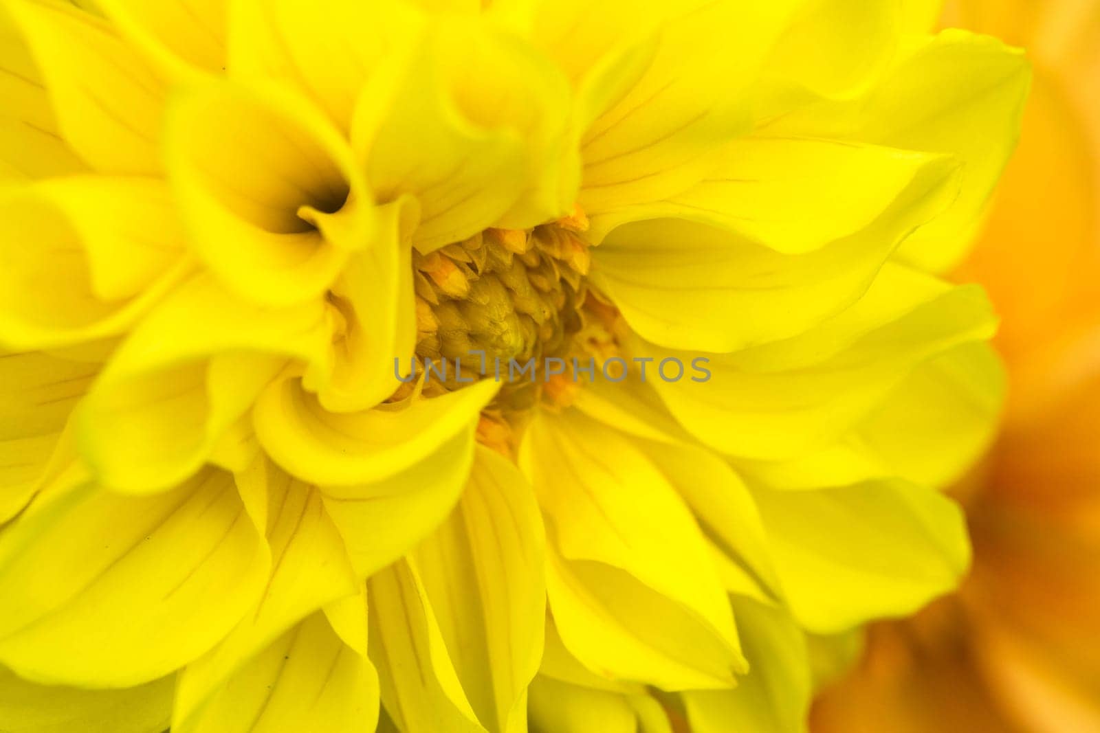 an amazing macro shot of a lovely colourful flower.