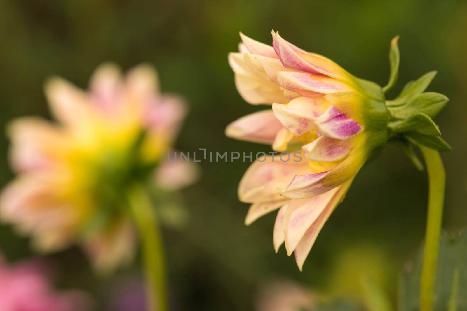 an amazing macro shot of a lovely colourful flower.