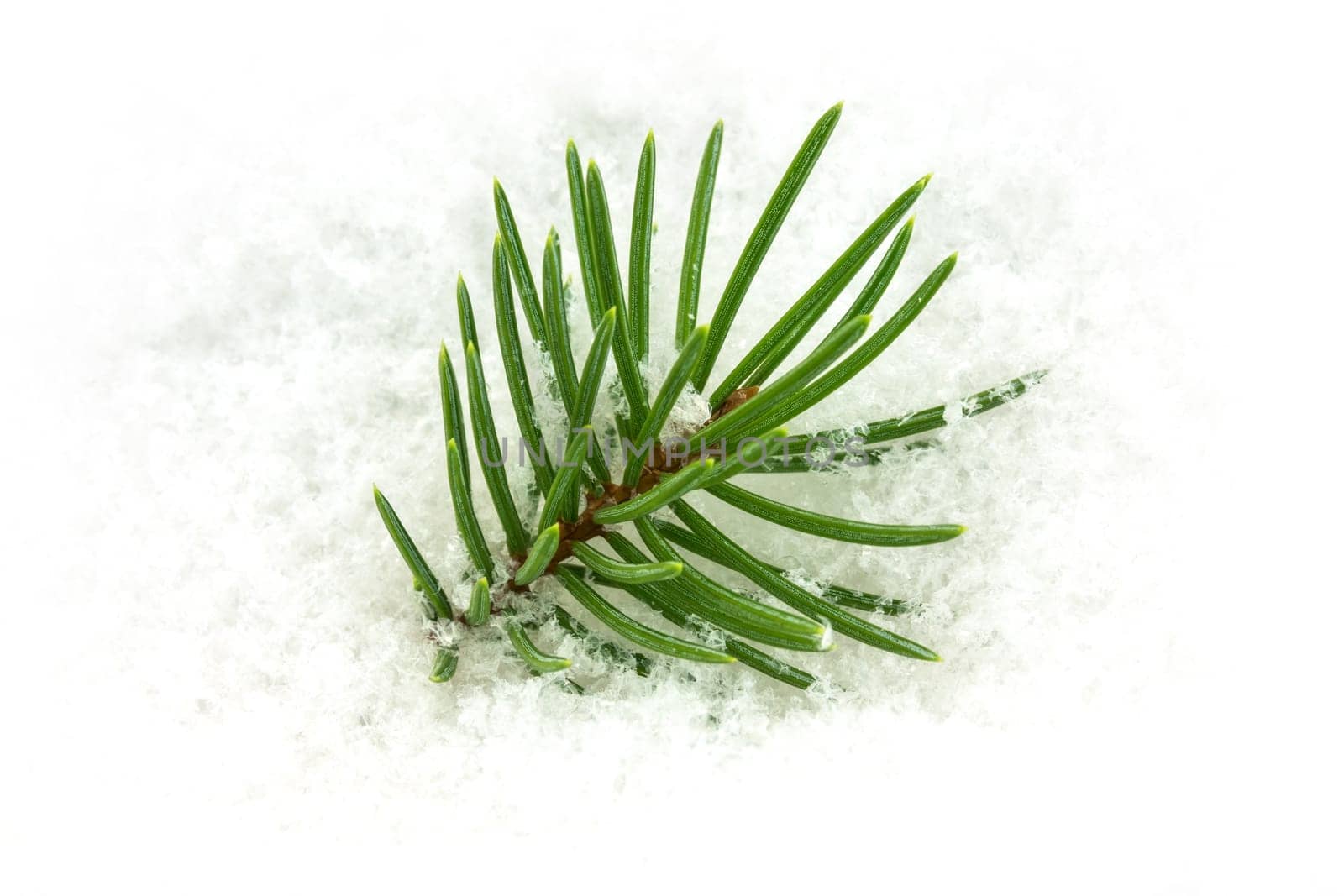 Fir branch in the snow,Christmas decoration in winter