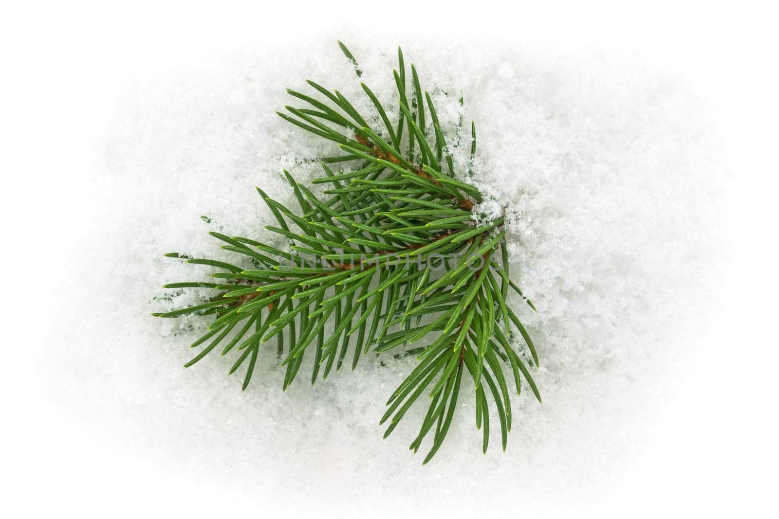 Fir branch in the snow,Christmas decoration in winter