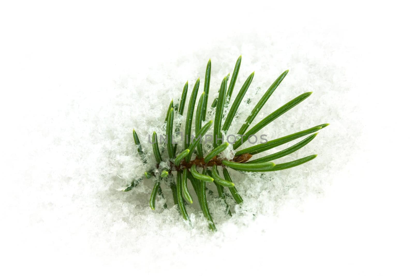 Fir branch in the snow,Christmas decoration in winter