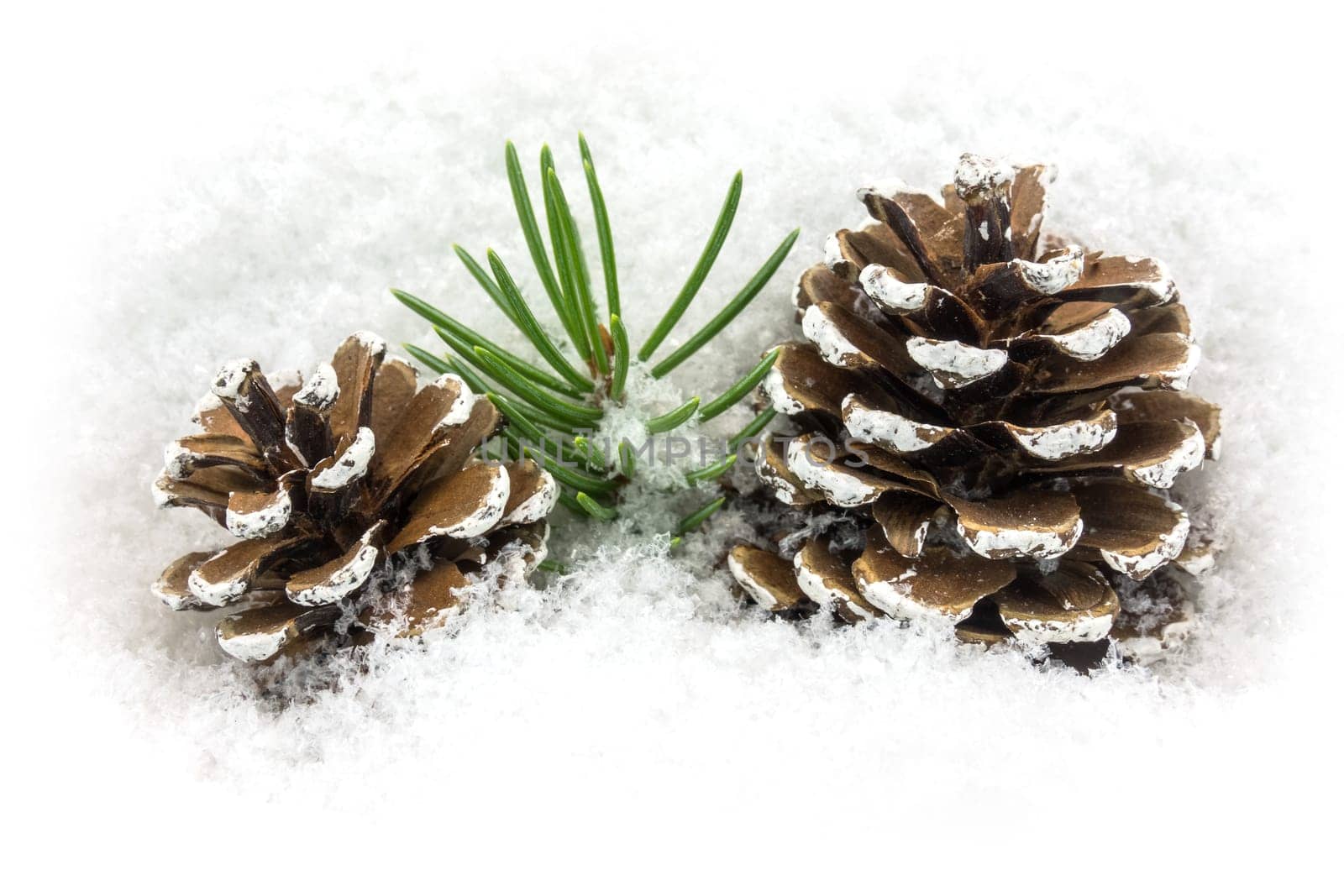 Pine cones in the snow,Christmas decorations in winter
