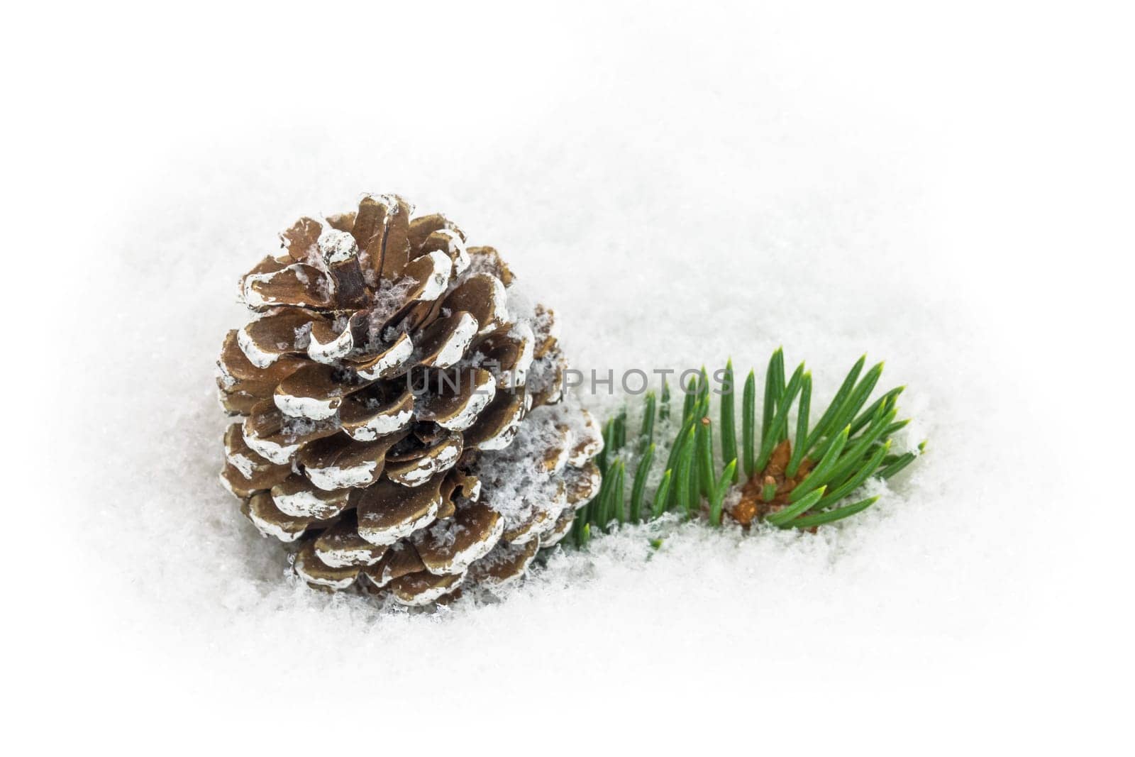 Pine cones in the snow,Christmas decorations in winter