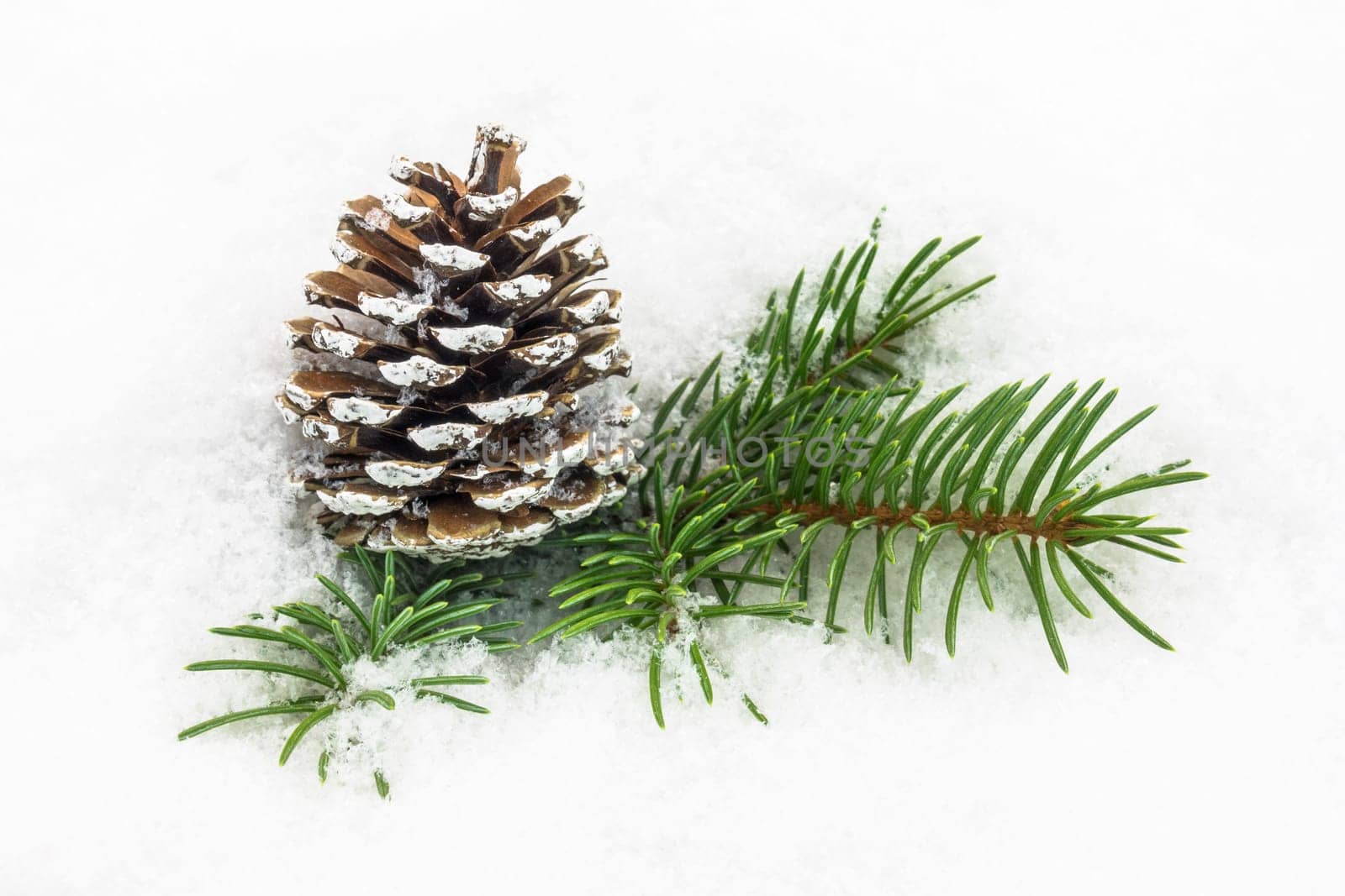 Pine cones in the snow,Christmas decorations in winter
