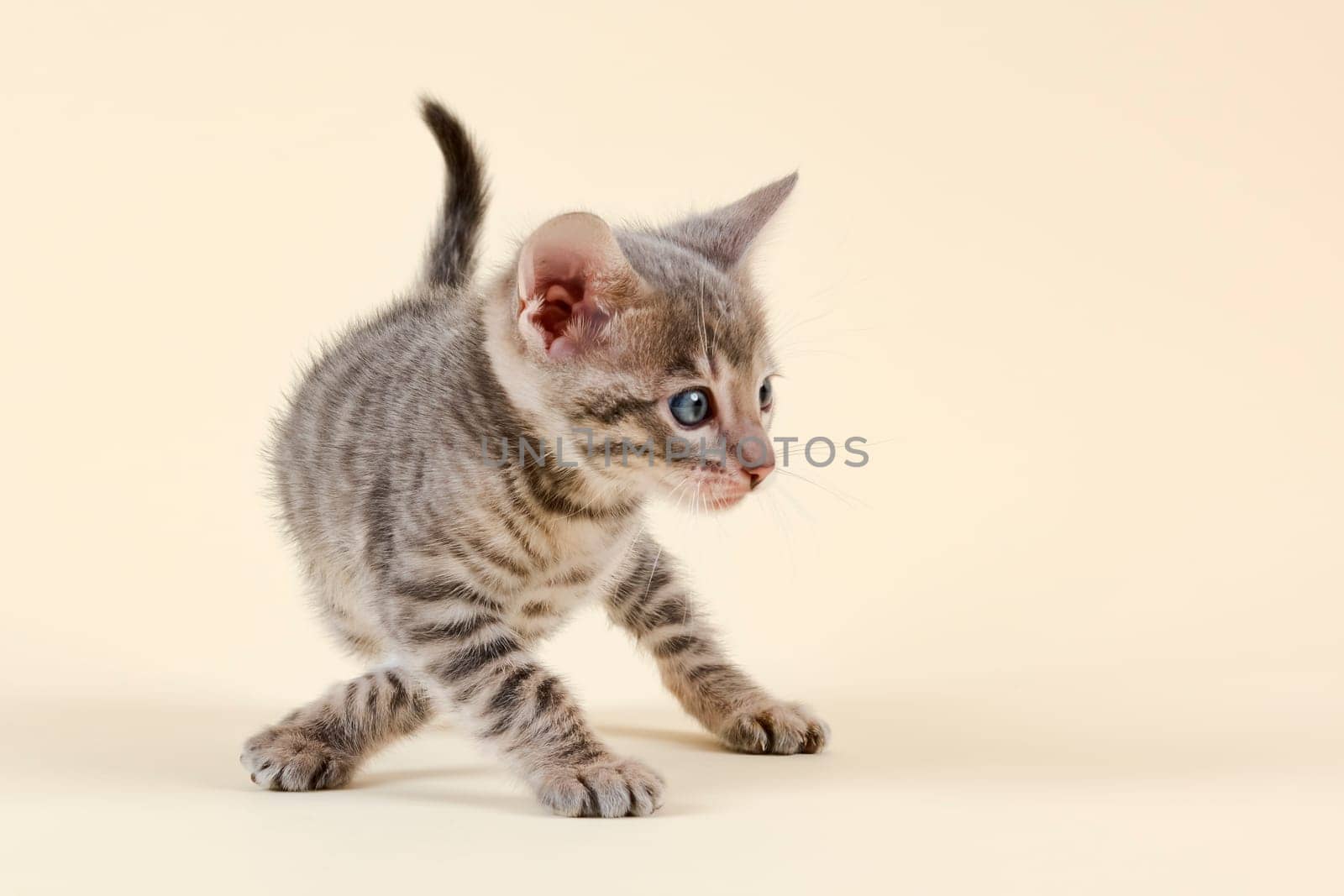 Pedigree cat Toyger (Felis silvestris catus),young animal,age 6 weeks,color black tabby mackerel