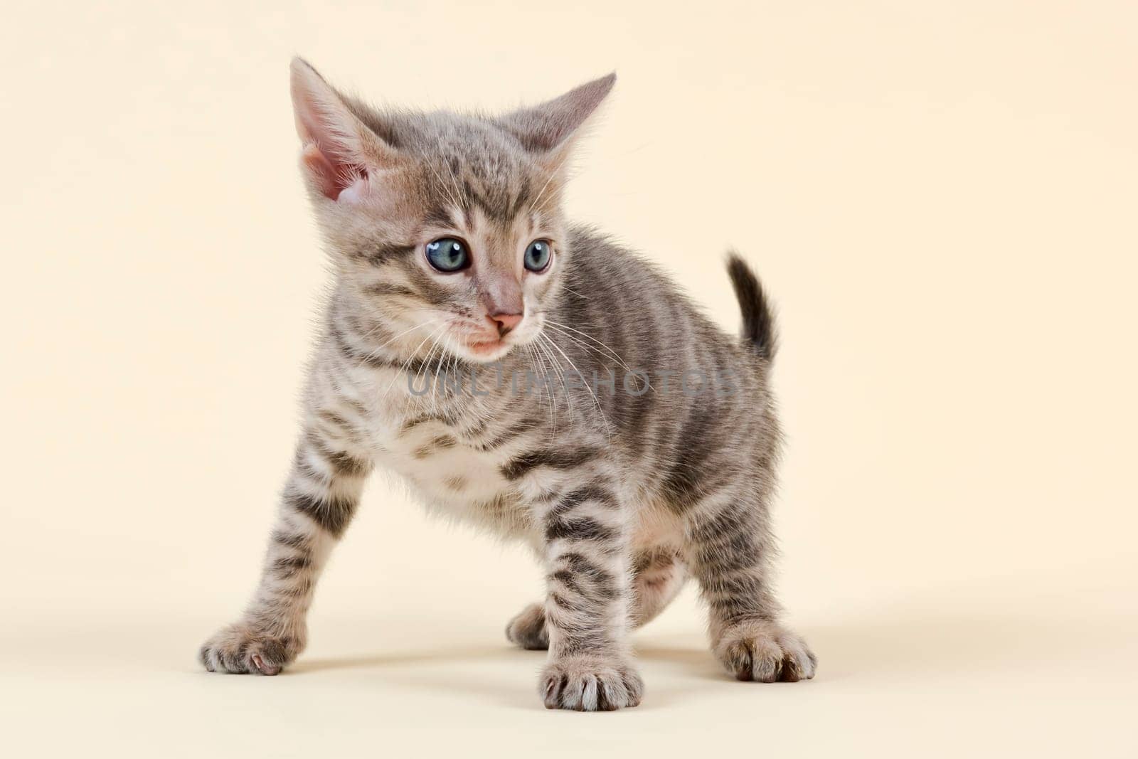 Pedigree cat Toyger (Felis silvestris catus),young animal,age 6 weeks,color black tabby mackerel