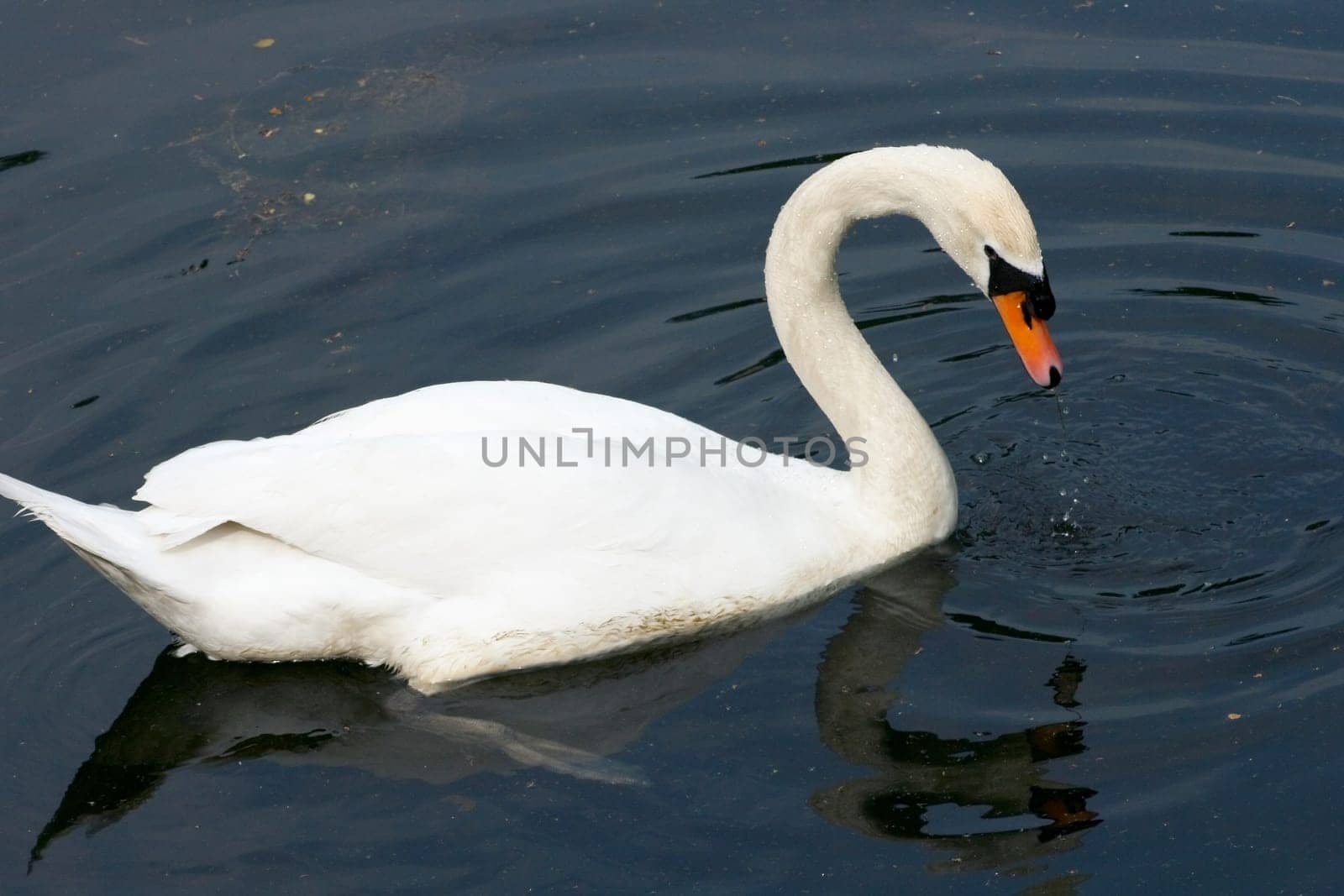 A white adult Mute Swan (Cygnus olor) in the foraging