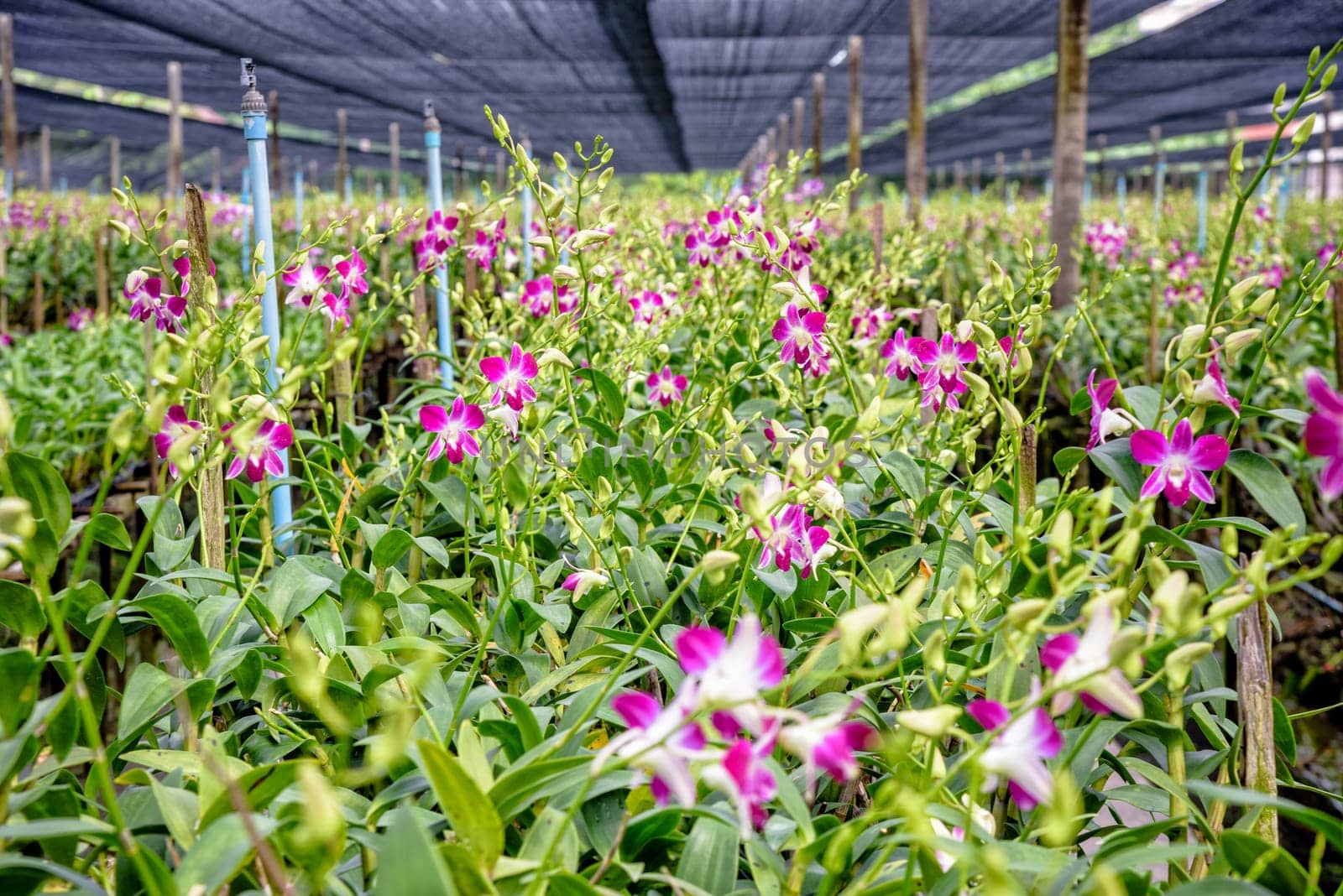 Pink flower bouquet on the stem of Dendrobium orchid in the greenhouse. The orchid farm is an agricultural industry in Thailand.