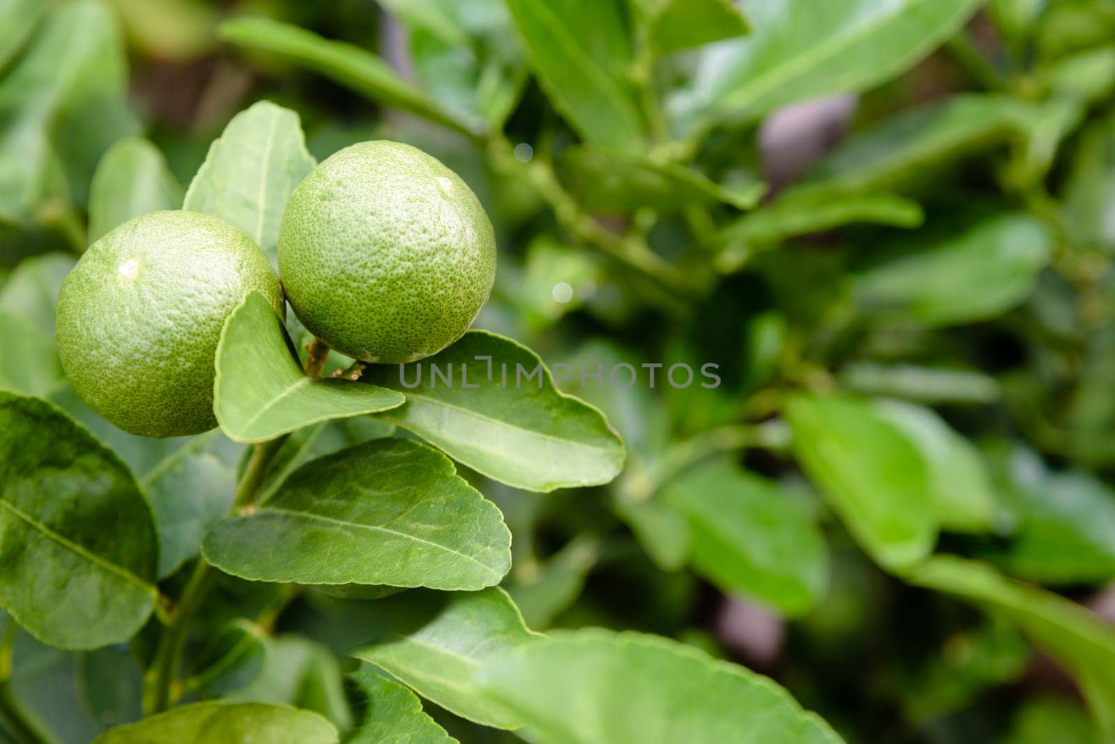 Two green lemons are the agricultural produce on its tree in a planted garden with green foliage as a background