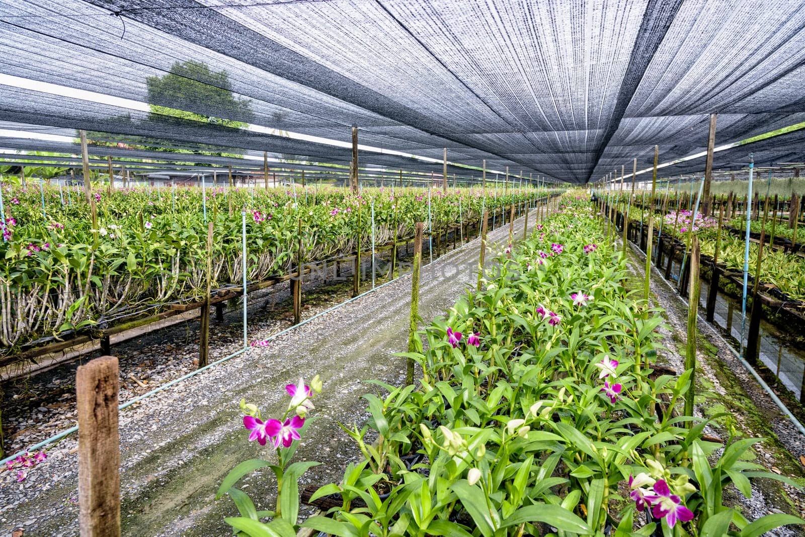 Pink flower bouquet on the stem of Dendrobium orchid in the greenhouse. The orchid farm is an agricultural industry in Thailand.