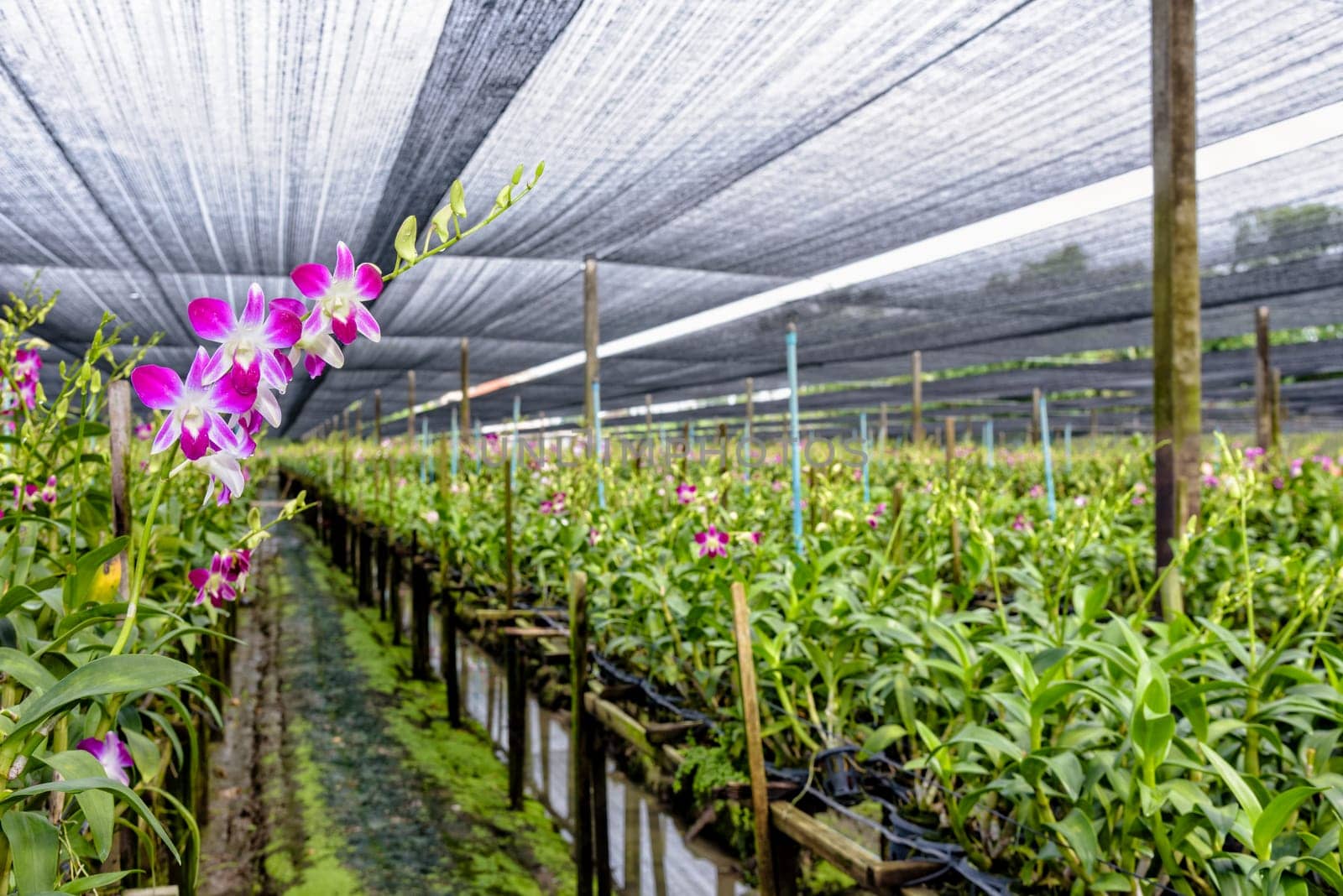 Pink flower bouquet on the stem of Dendrobium orchid in the greenhouse. The orchid farm is an agricultural industry in Thailand.