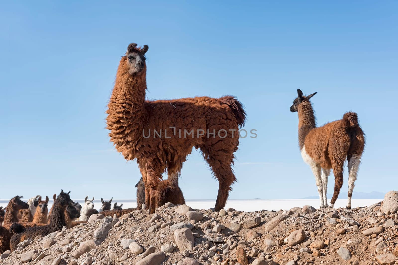Lama (Lama glama),Altiplano,3680 m above sea level,Andes,Colchani,Potosí,Bolivia,South America