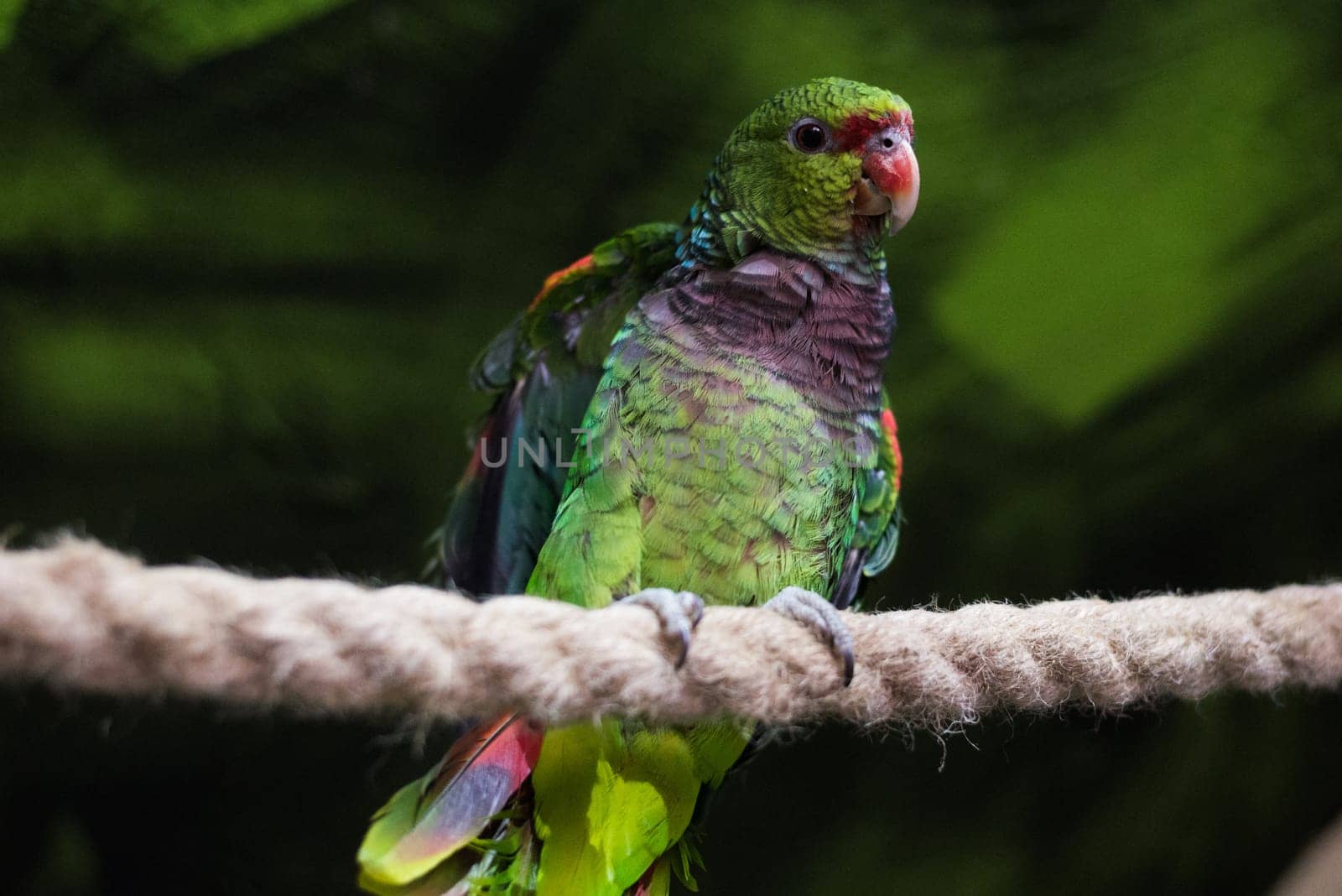 close up on green parrot on the rope