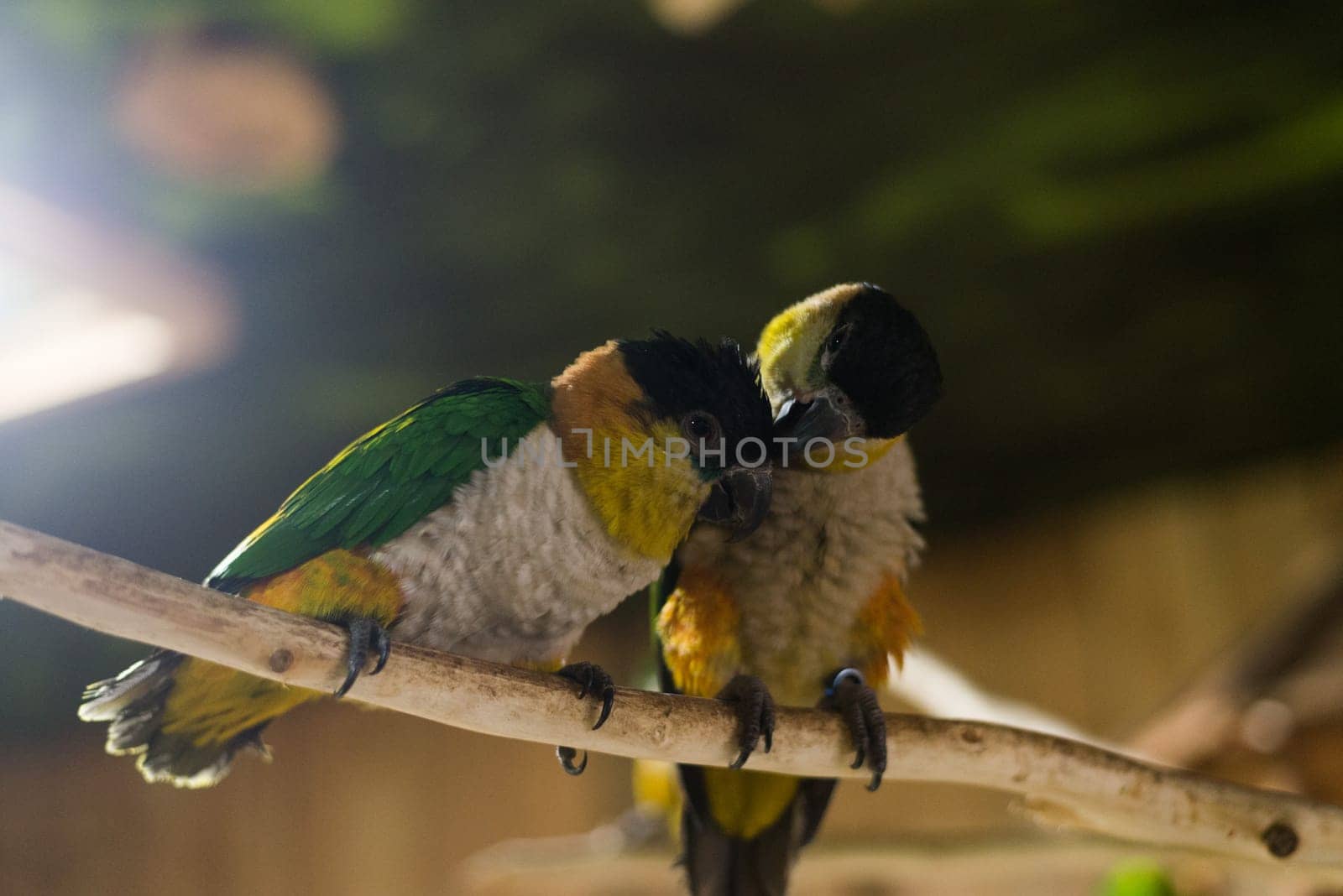 close up on two green parrots on the tree