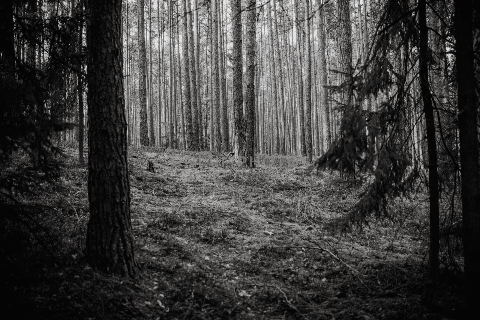 magical atmosphere forest,Natural background,black and white