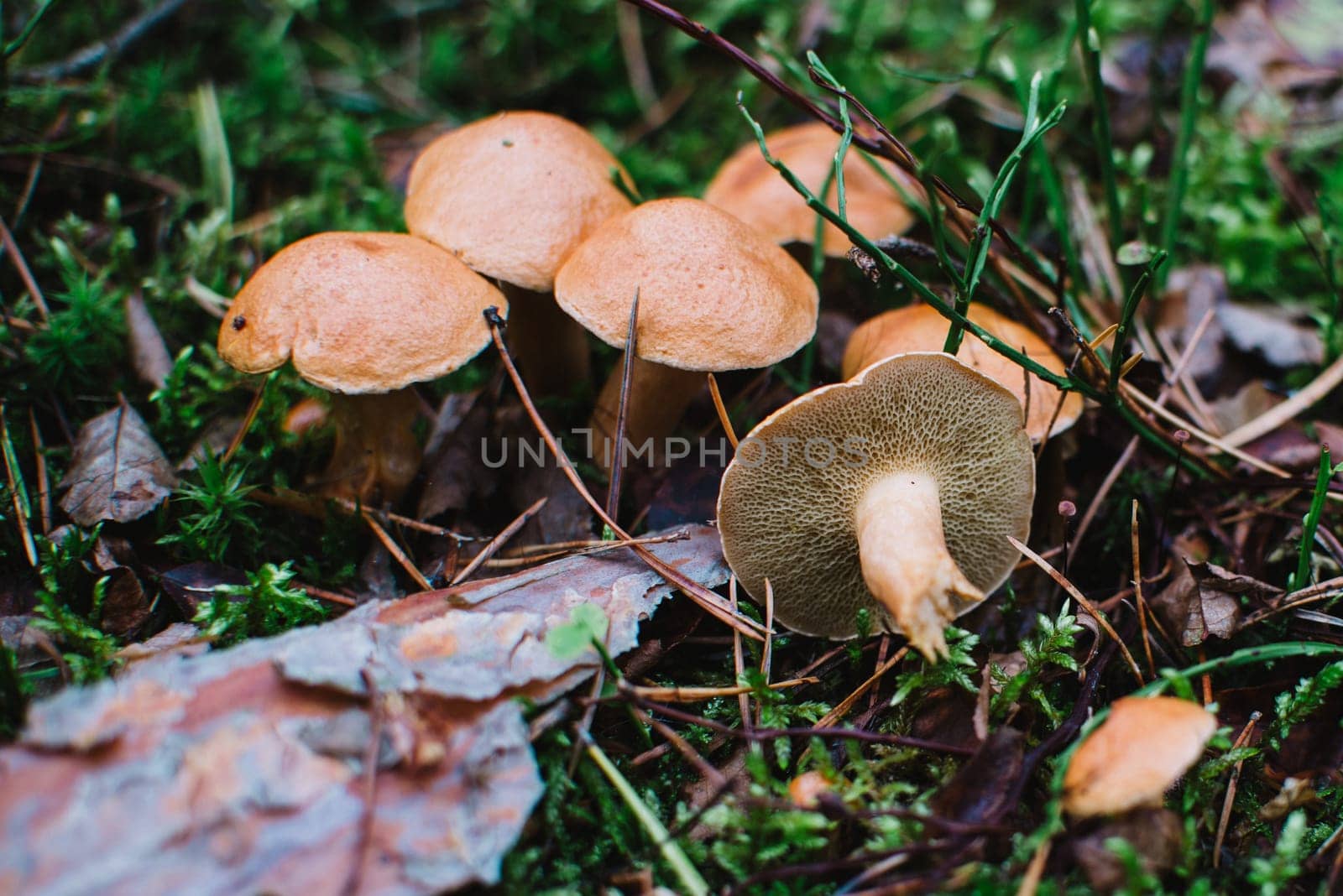 close up on suillus bovinus in the forest