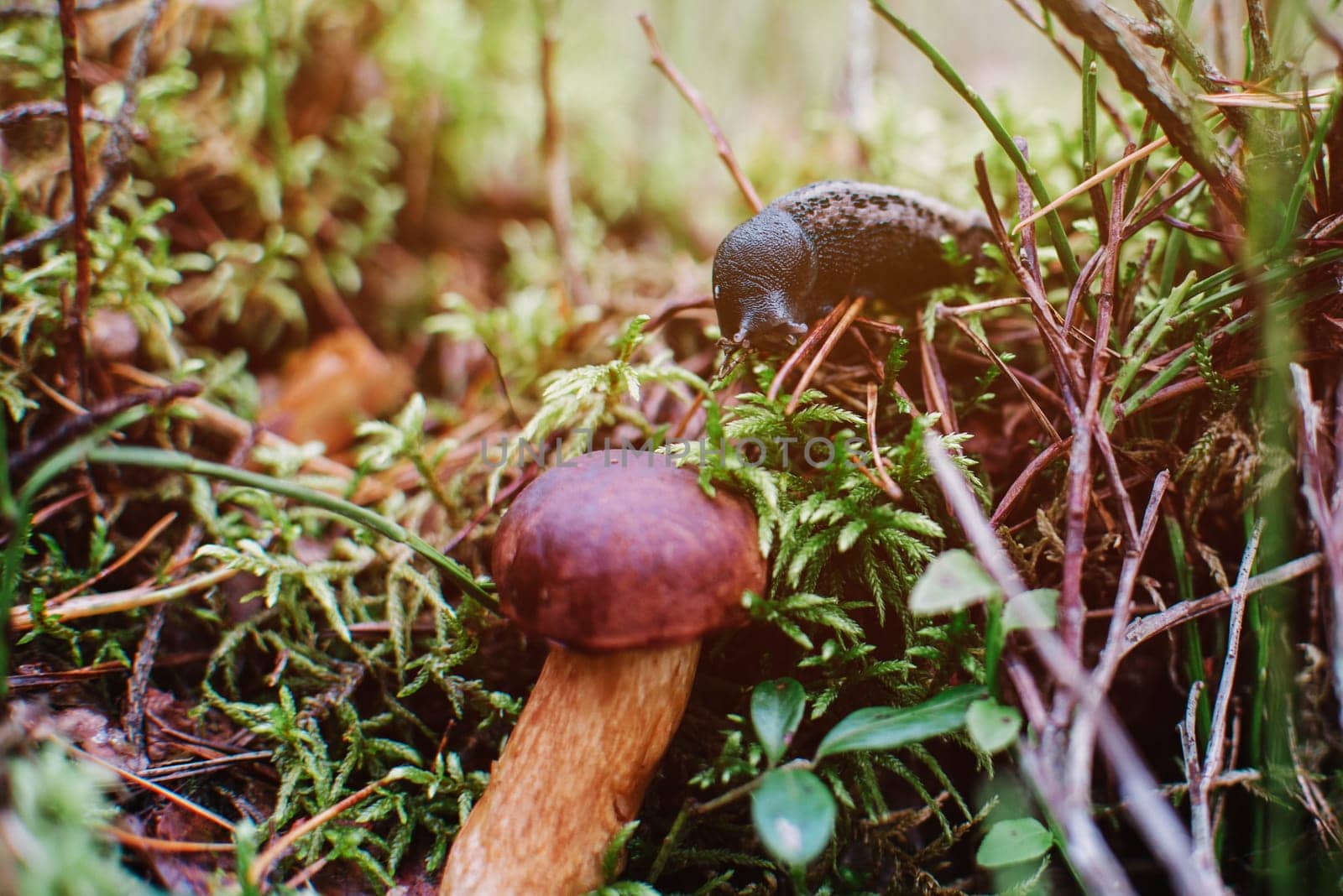 Close up on bay bolete ( Imleria badia ) in forest and snail