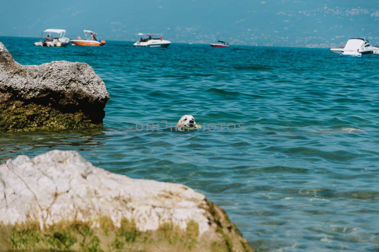 close up on dog in lake,garda,italy
