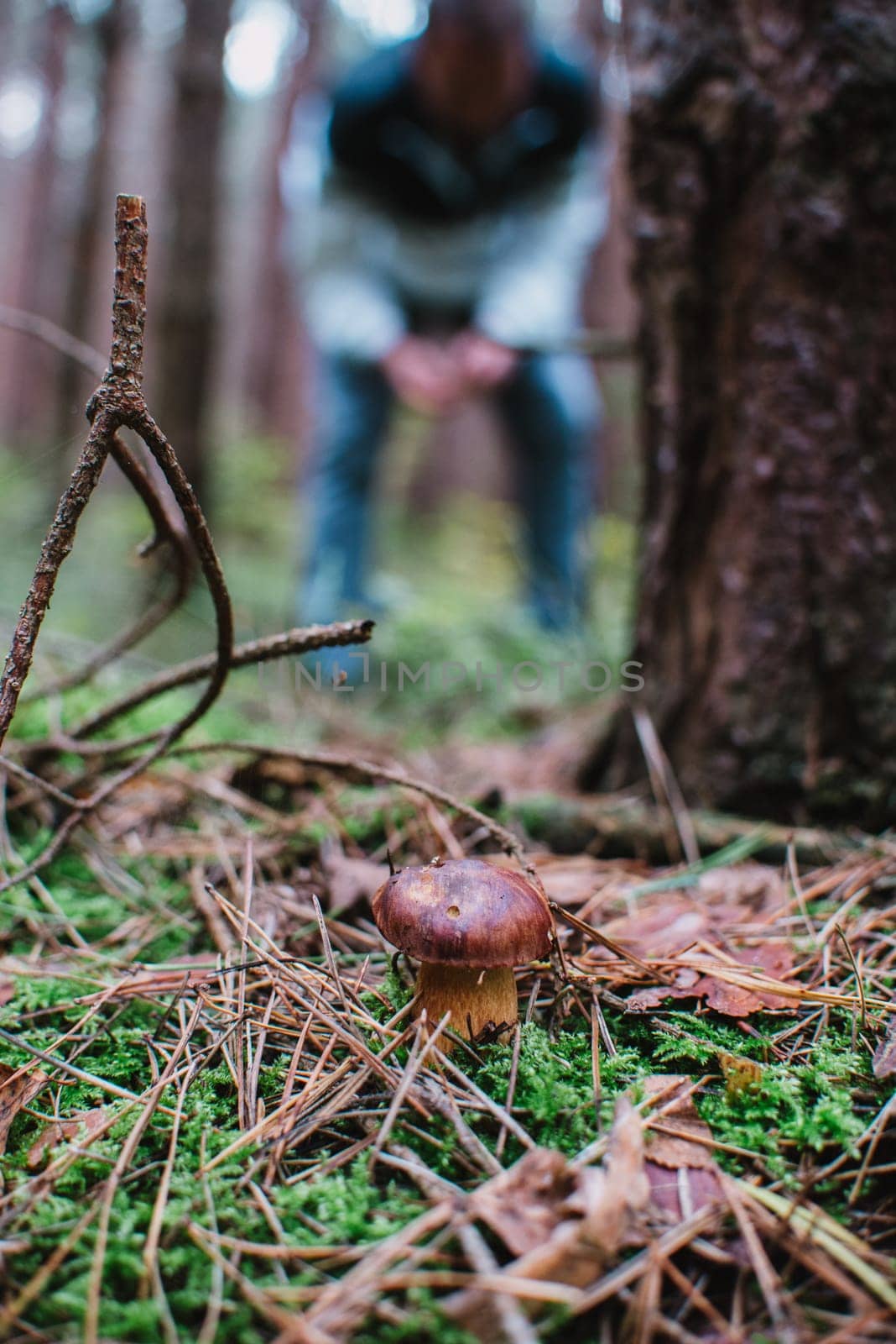 close up on bay bolete (imleria badia) with men on the background in forest