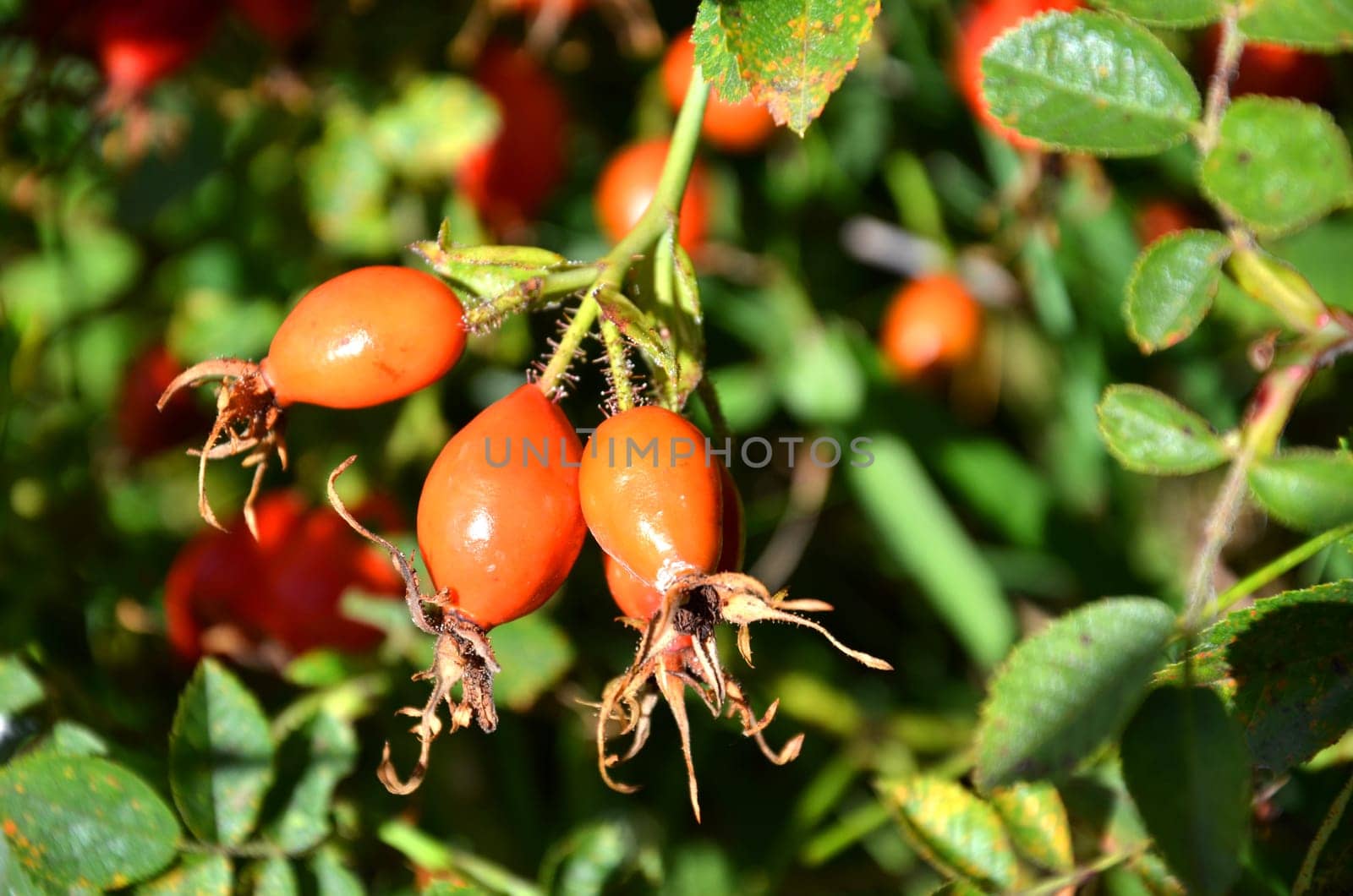 Dog rose