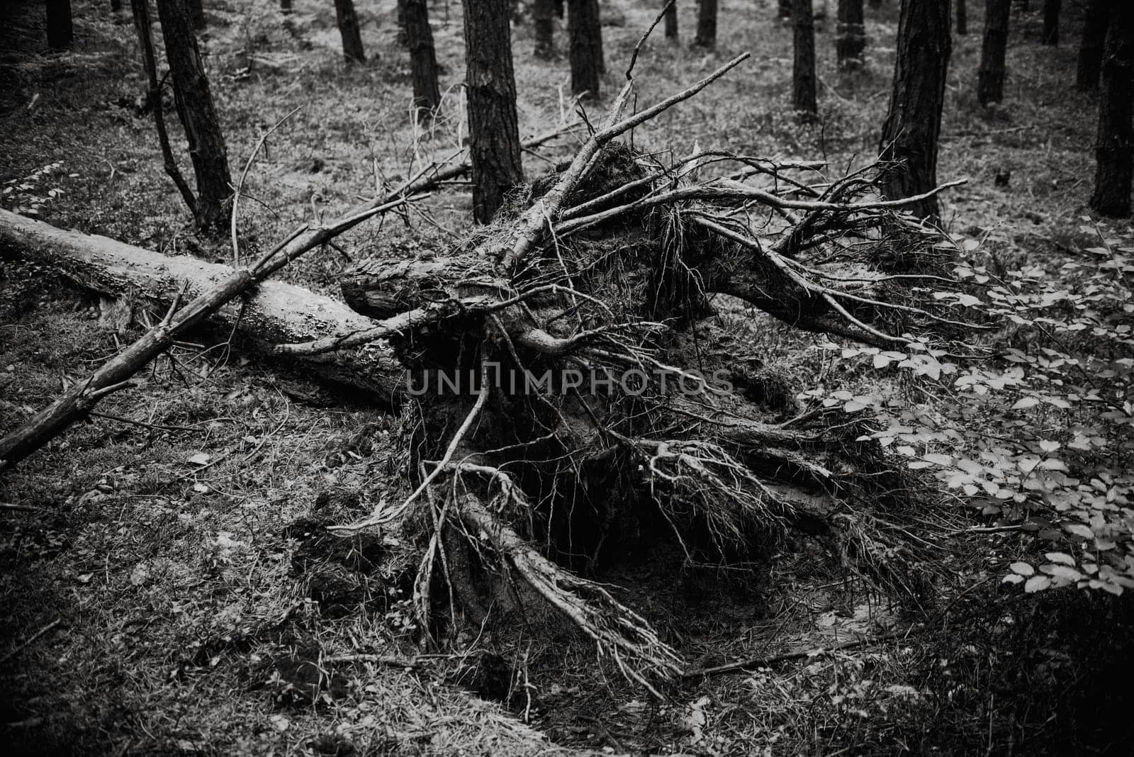 close up on broken tree in the forest,black and white
