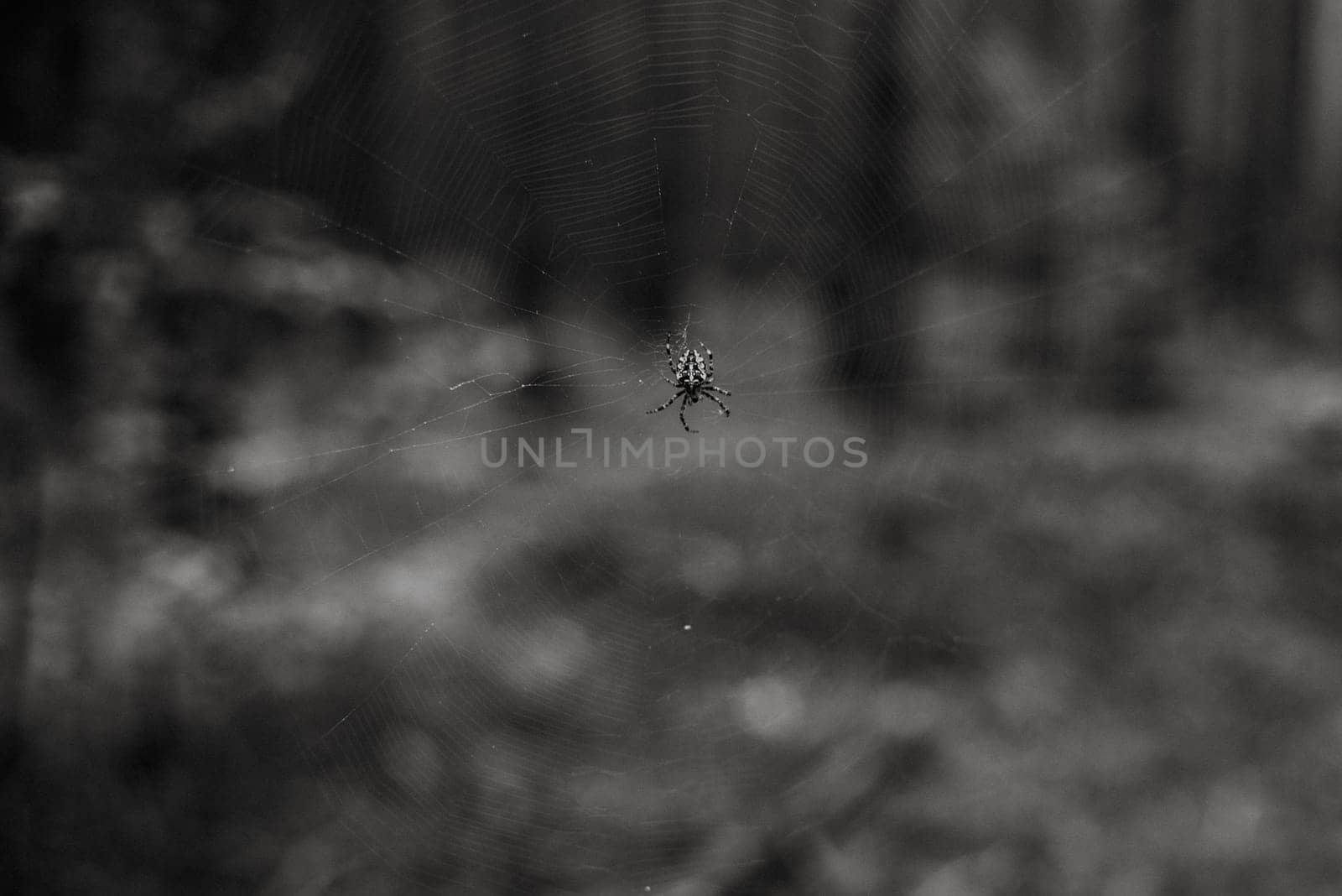 close up on marbled orb-weaver Araneus diadematus in the forest,black and white
