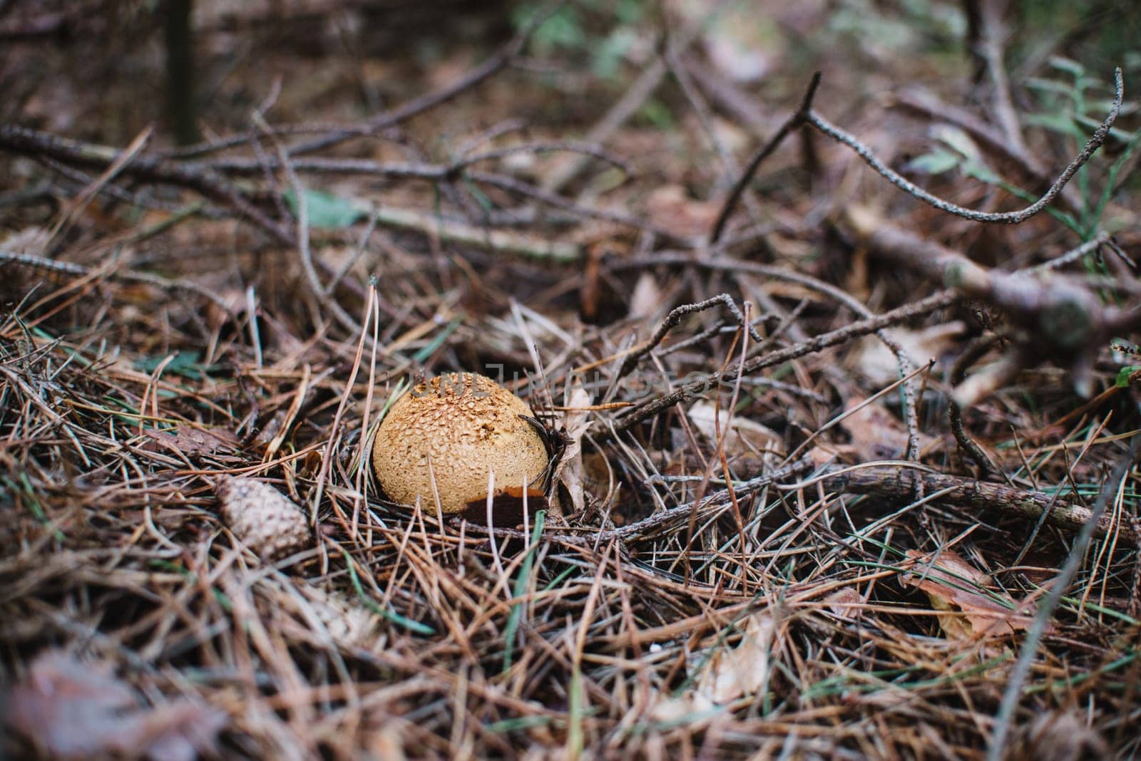 close up on lycoperdon perlatum on the tree,black and white