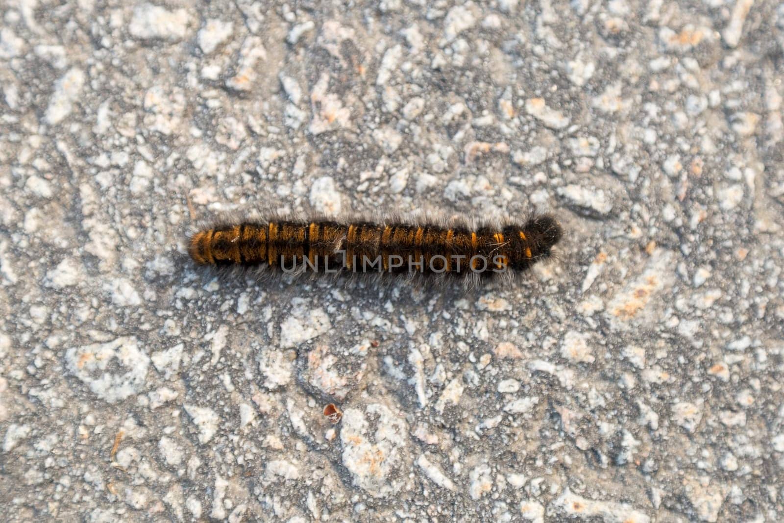 Orange and Black Fox Moth Caterpillar close up from above.