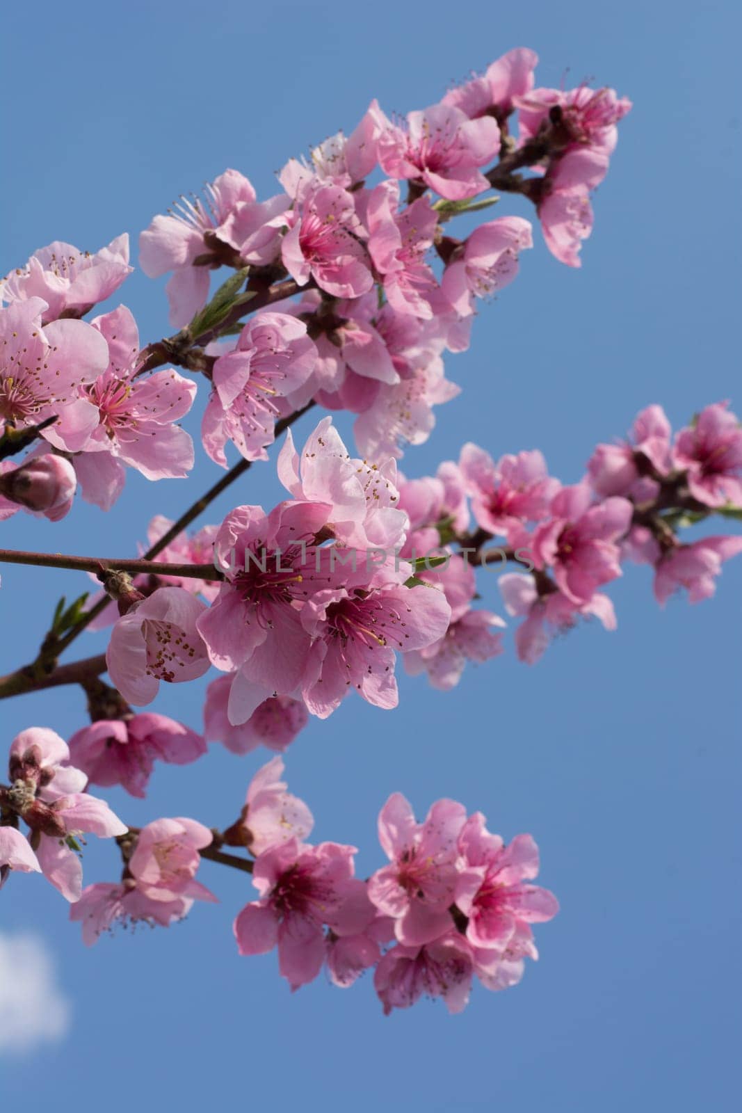 Peach tree in full blossom. Tree in bloom in spring. Peach flowers on a tree branch. Twig with flowers.