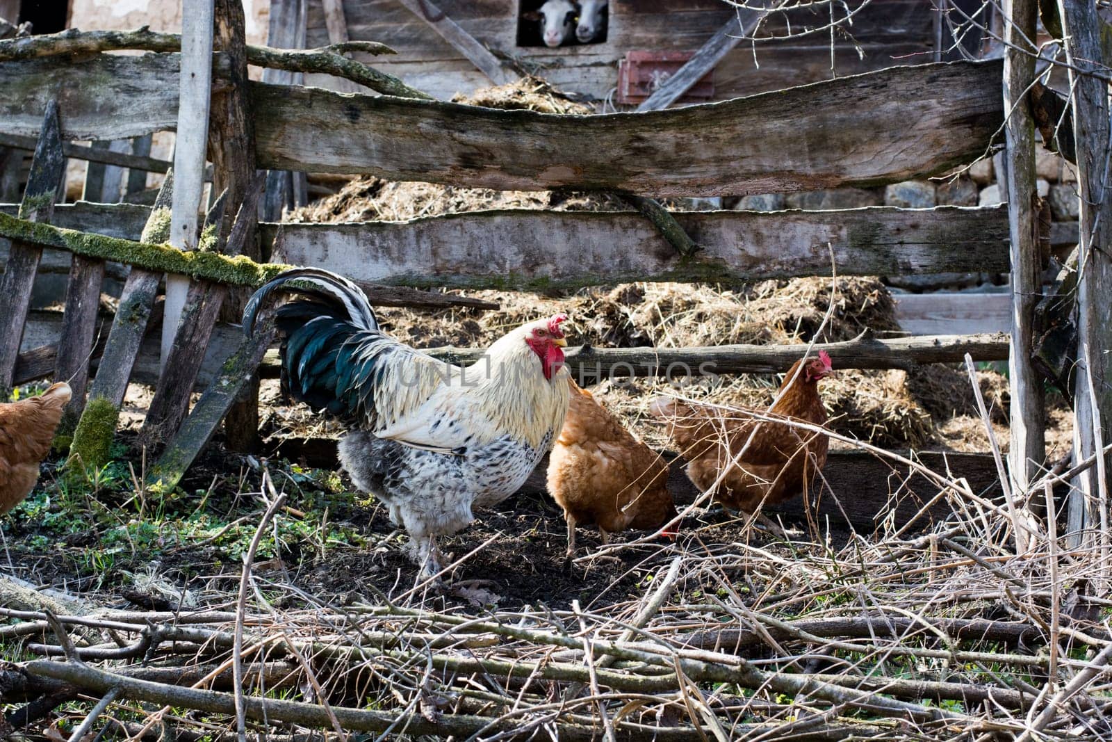 Hens and rooster feed on the traditional rural barnyard at sunny day. Close up of chicken standing on barn yard with the chicken coop. Free range poultry farming