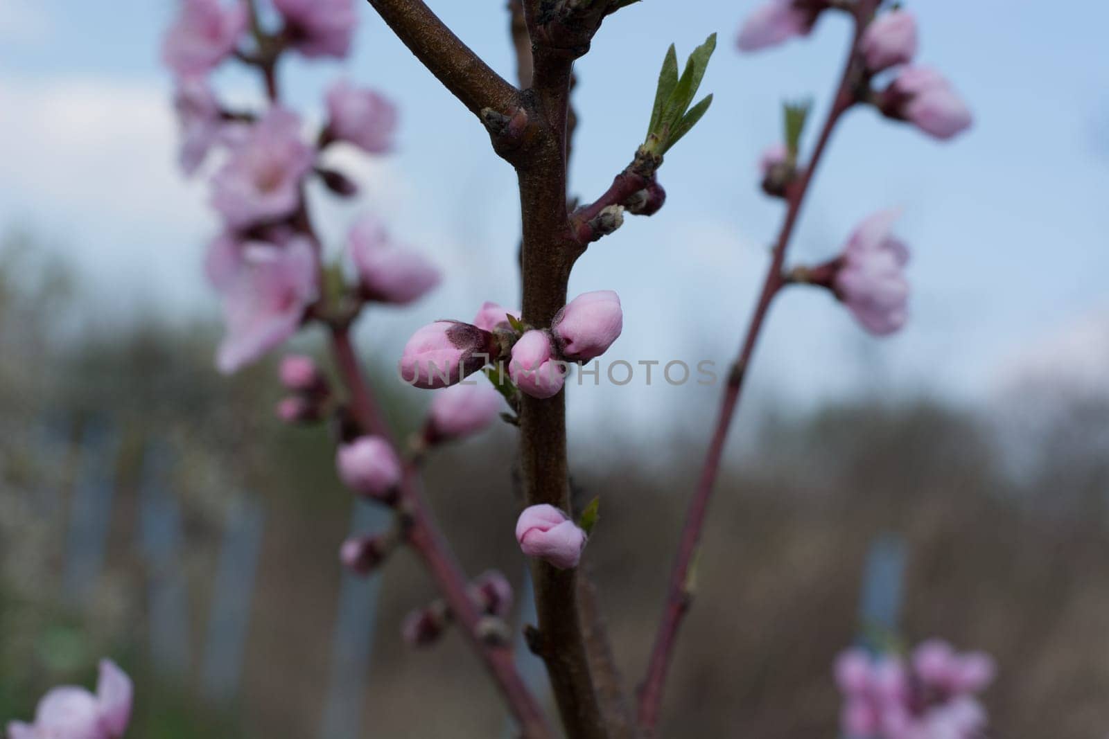 Peach tree in full blossom. Tree in bloom in spring. Peach flowers on a tree branch. Twig with flowers.
