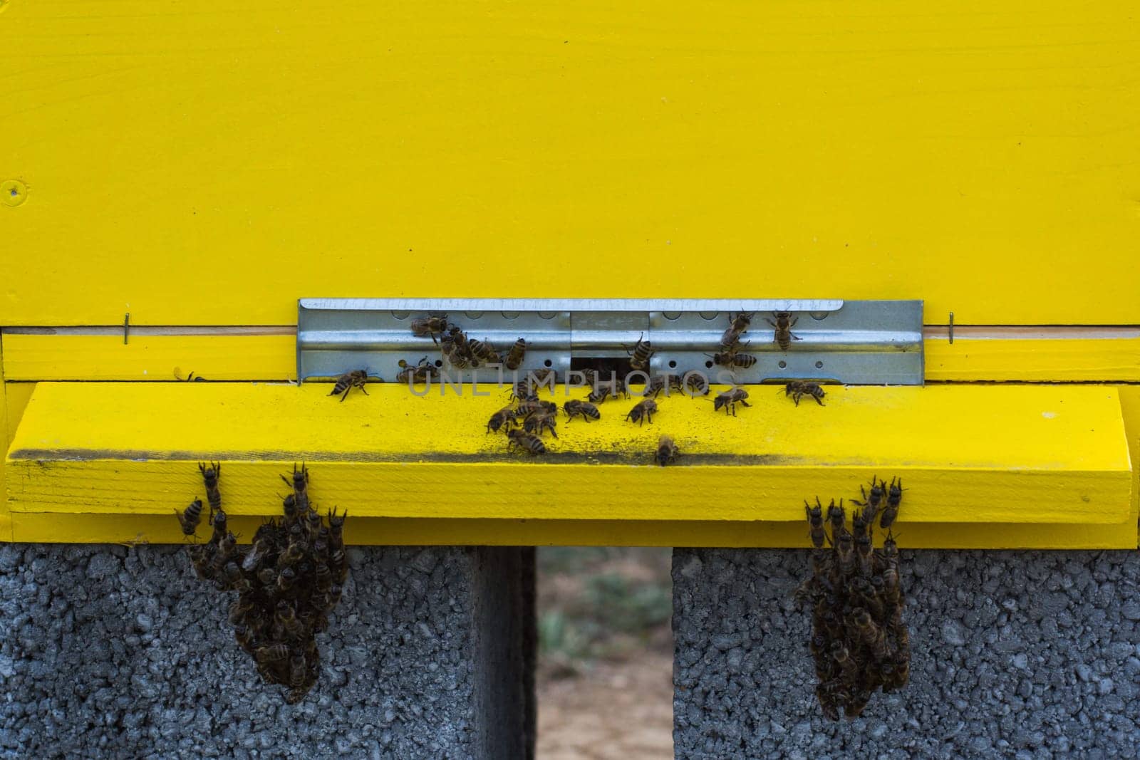 Bees entering the hive, bees flying to hive. Bees defending hive.