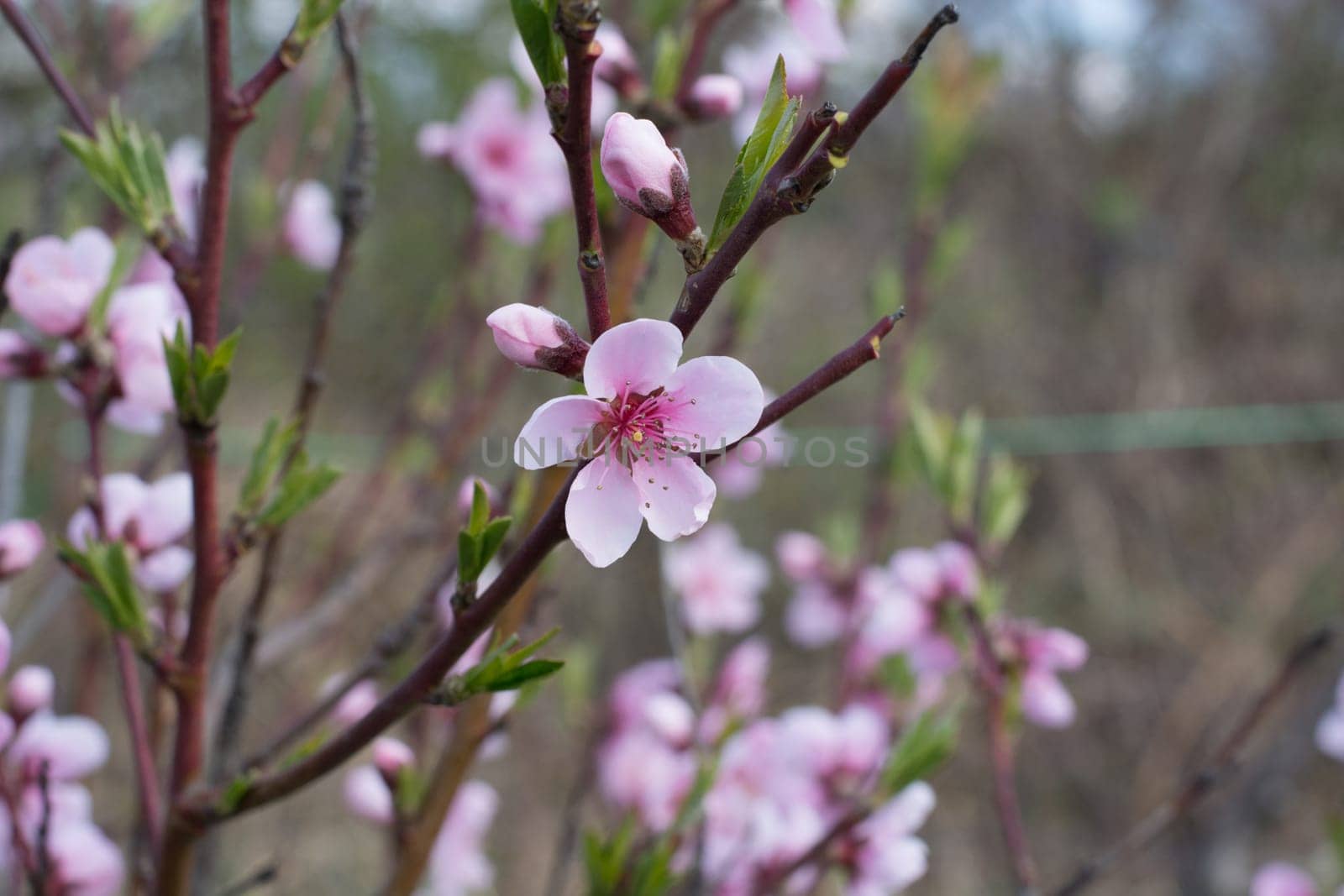 Peach tree in full blossom. Tree in bloom in spring. Peach flowers on a tree branch. Twig with flowers.