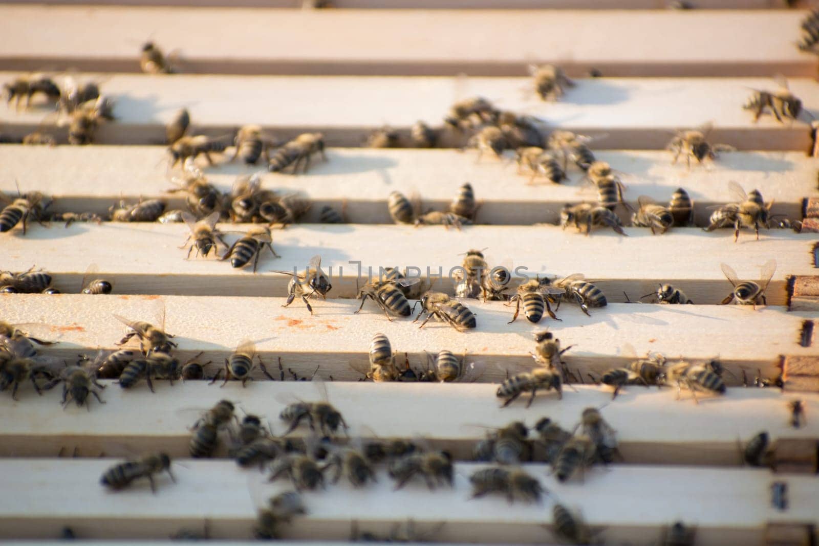 Bee frames in Bee hive with bees on them collecting nectar