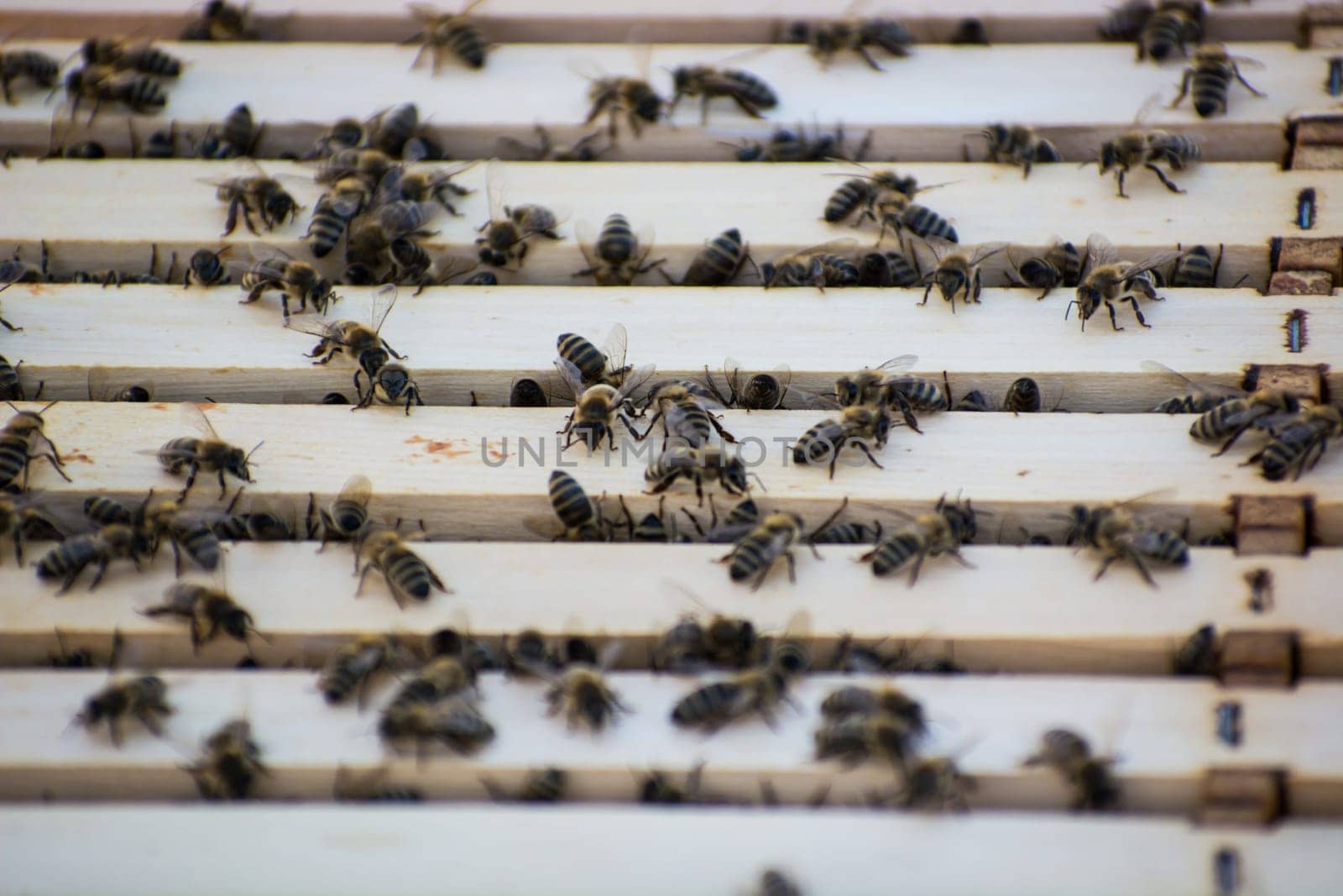 Bee frames in Bee hive with bees on them collecting nectar
