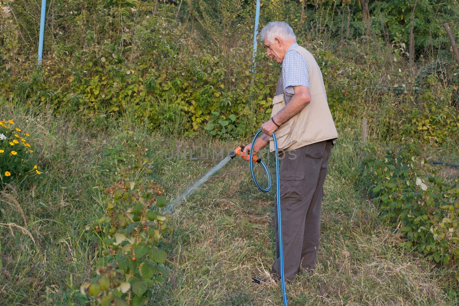 Senior man watering plants in his garden. Retired gardener watering the garden with hose. Happy older man gardening.