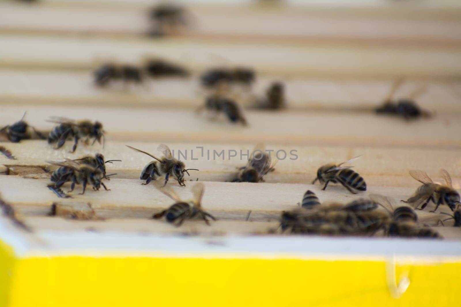 Bee frames in Bee hive with bees on them collecting nectar