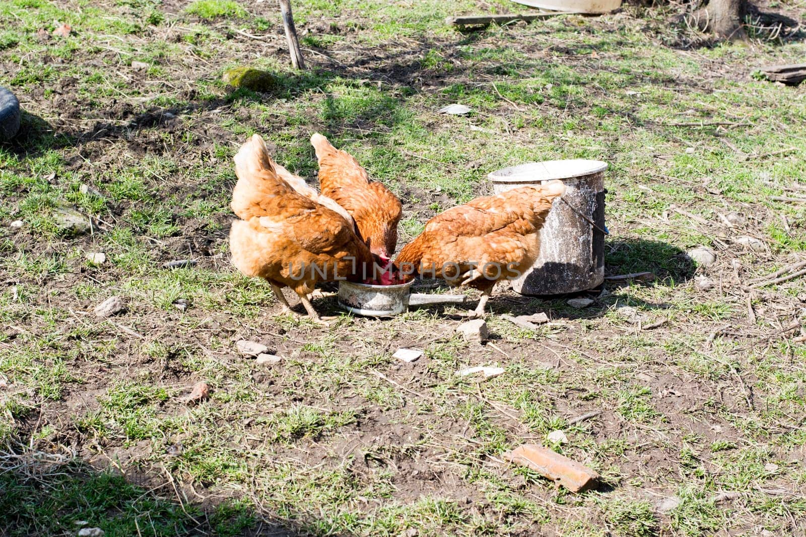 Hens feed on the traditional rural barnyard at sunny day. Close up of chicken standing on barn yard with the chicken coop. Free range poultry farming