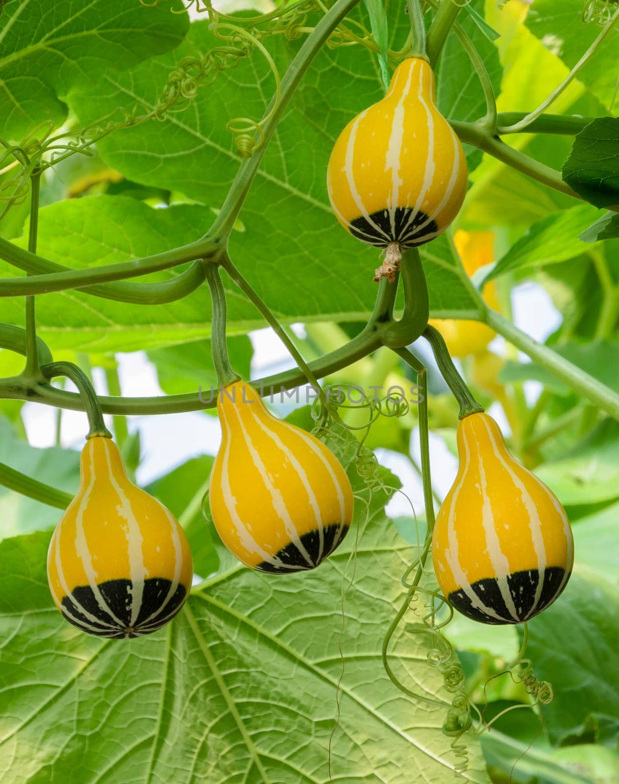 Pumpkin or Ornamental gourd on its tree