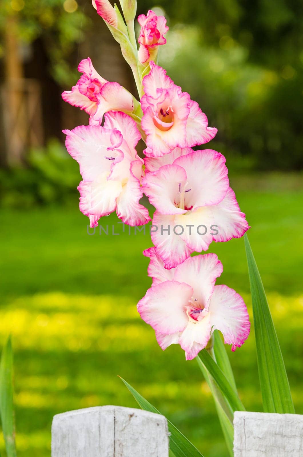 Light pink gladiolus flower in garden, close-up