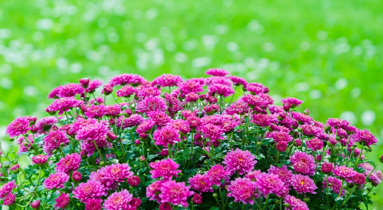 Beautiful blooming pink chrysanthemum bush in the garden