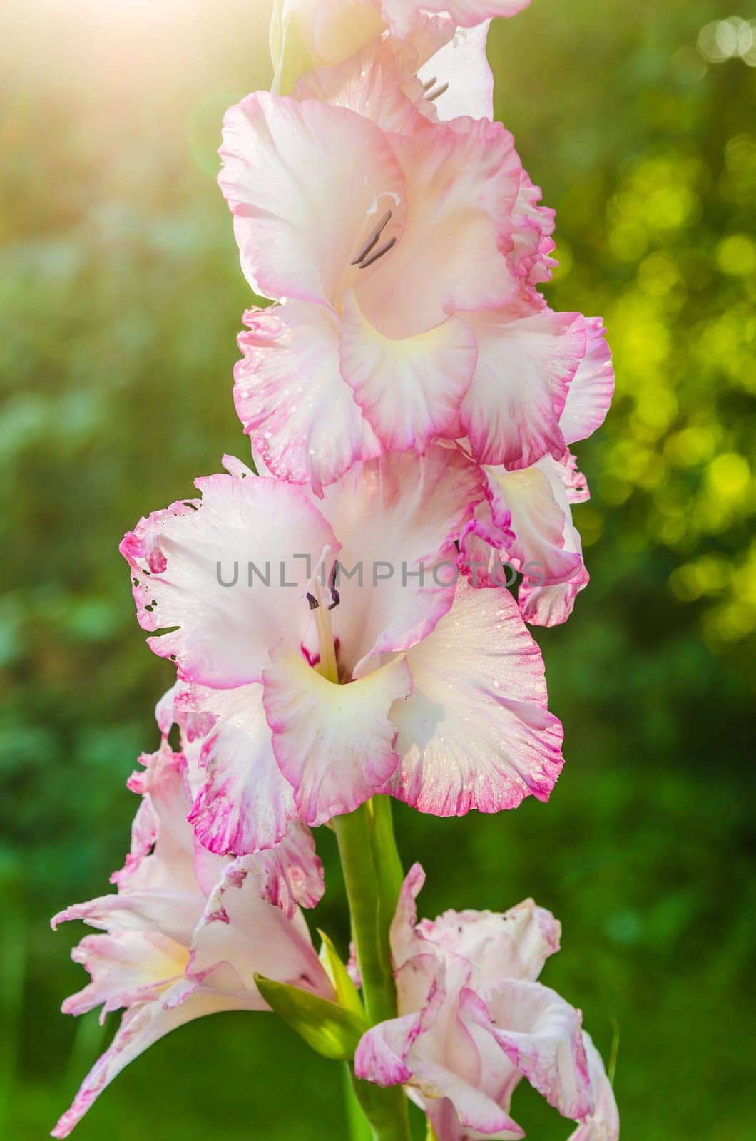 Light pink gladiolus flower in the sunshine, close-up. Note: Shallow depth of field