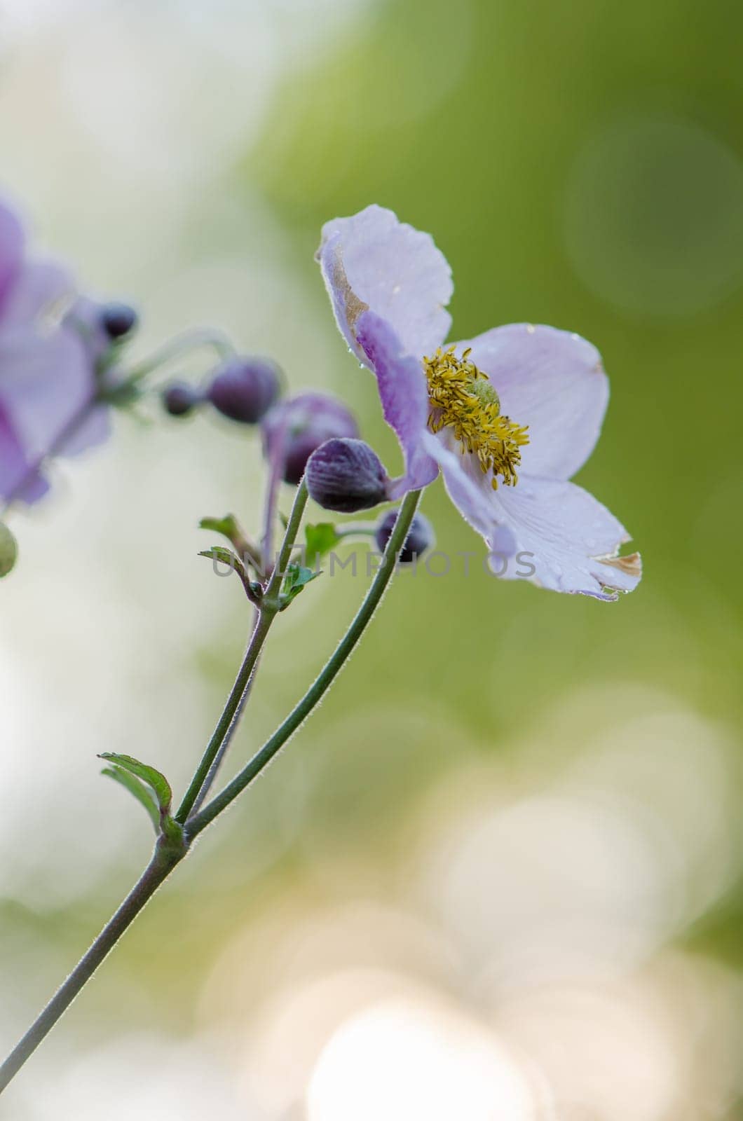 Pale pink flower Japanese anemone, close-up. Note: Shallow depth of field