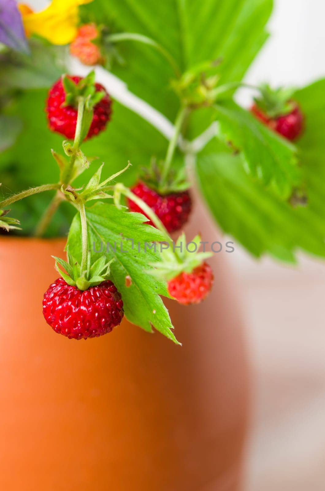 Ripe strawberries and a bouquet of forest flowers in a clay mug