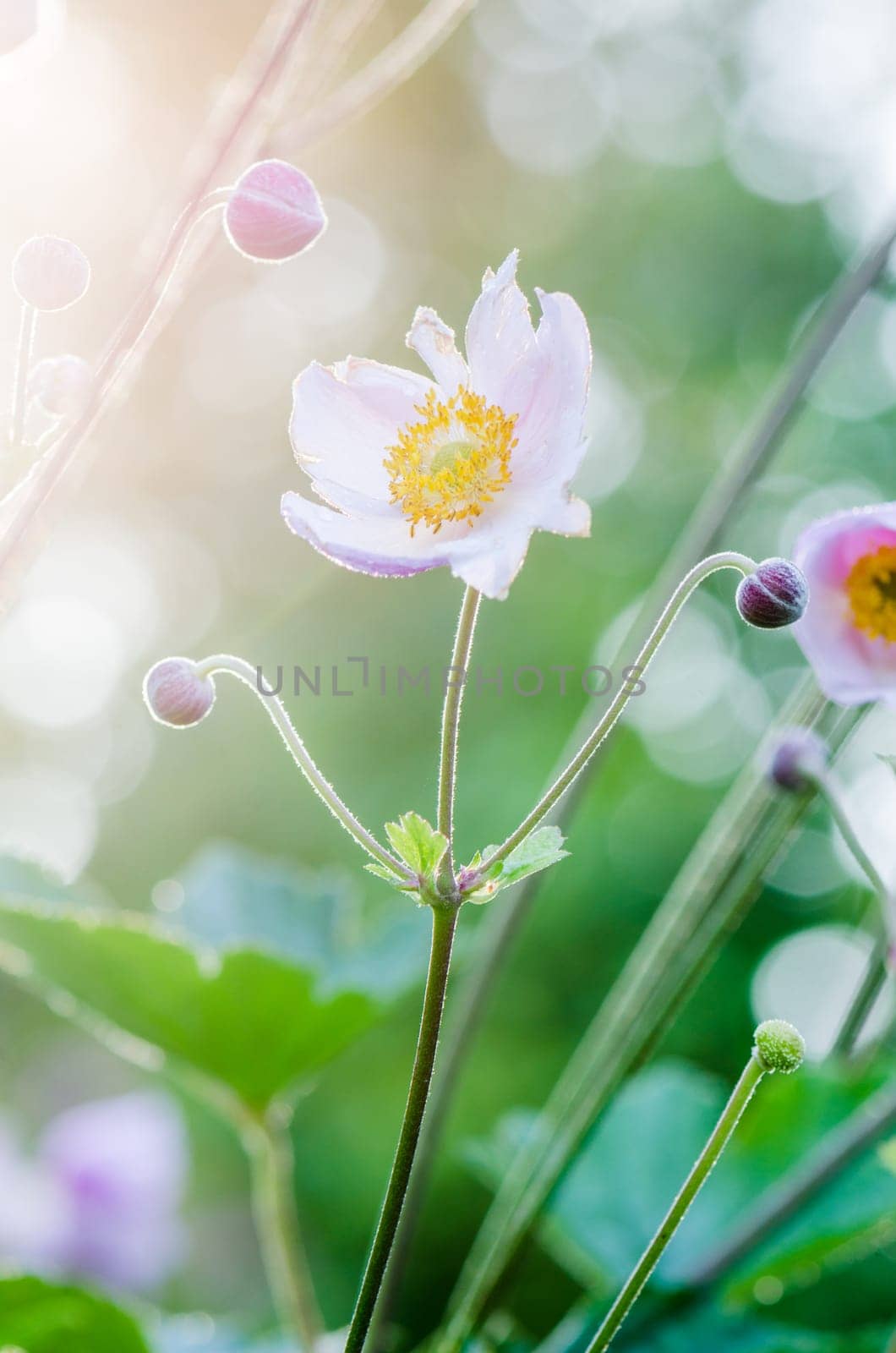 Pale pink flower Japanese anemone, close-up. Note: Shallow depth of field
